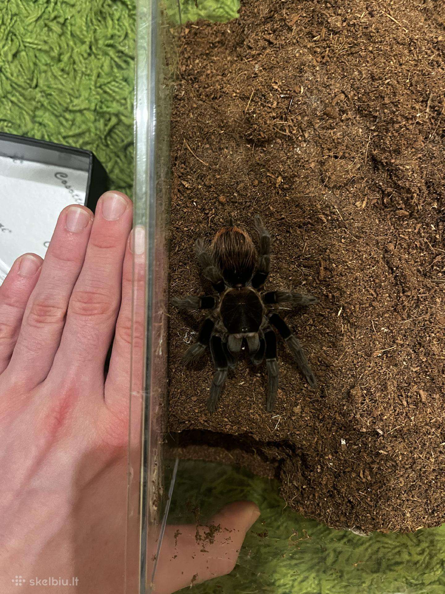 Tarantulas voras
