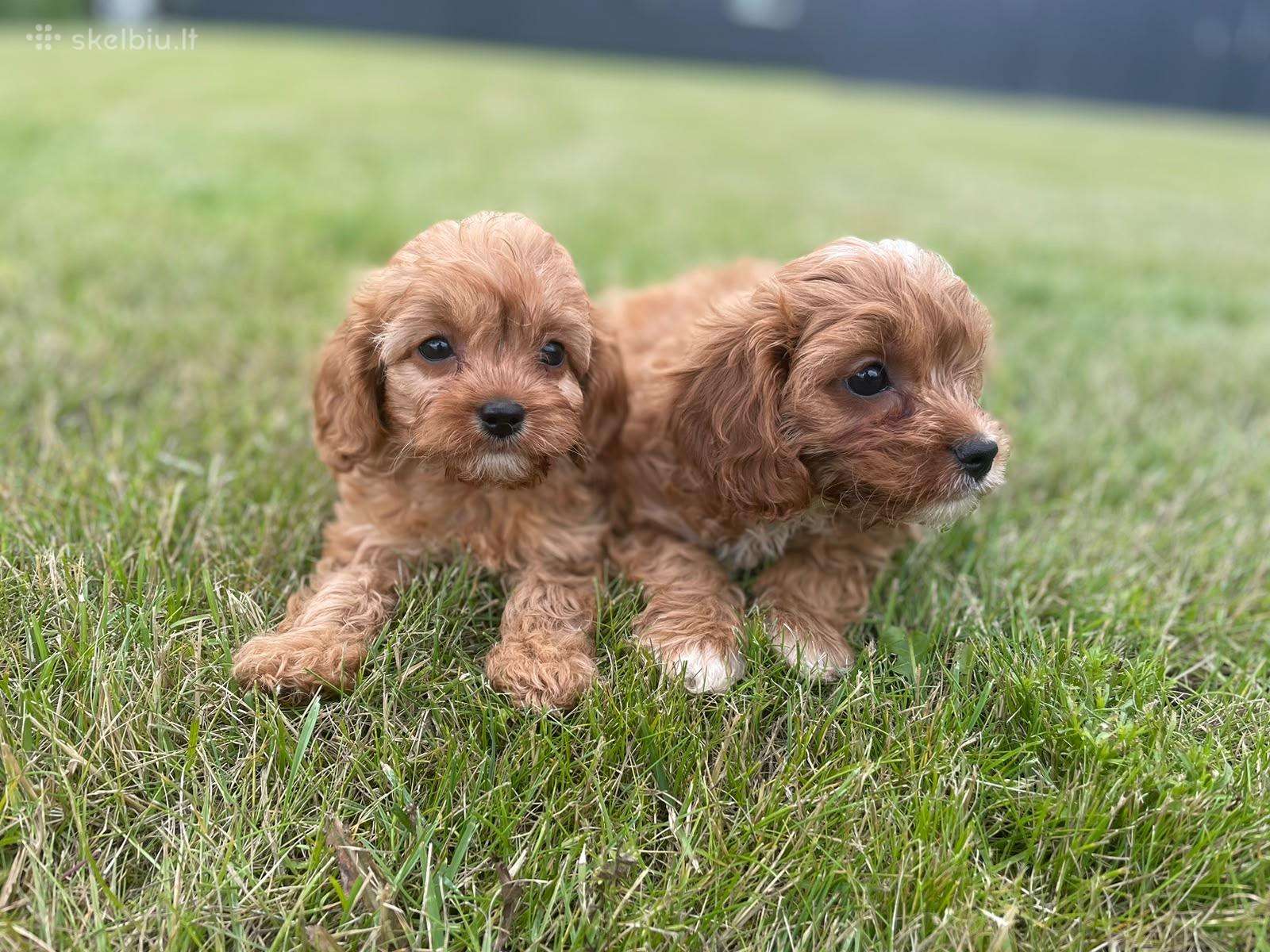Cavapoo
