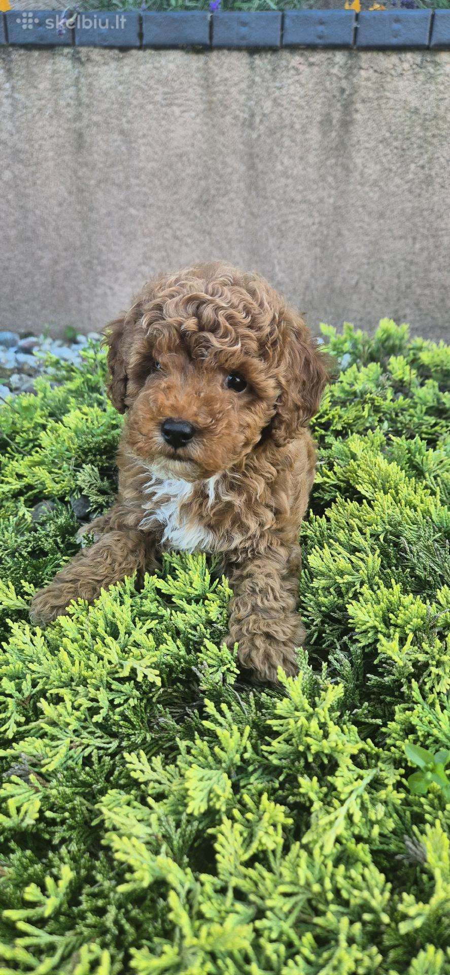 Maltipoo