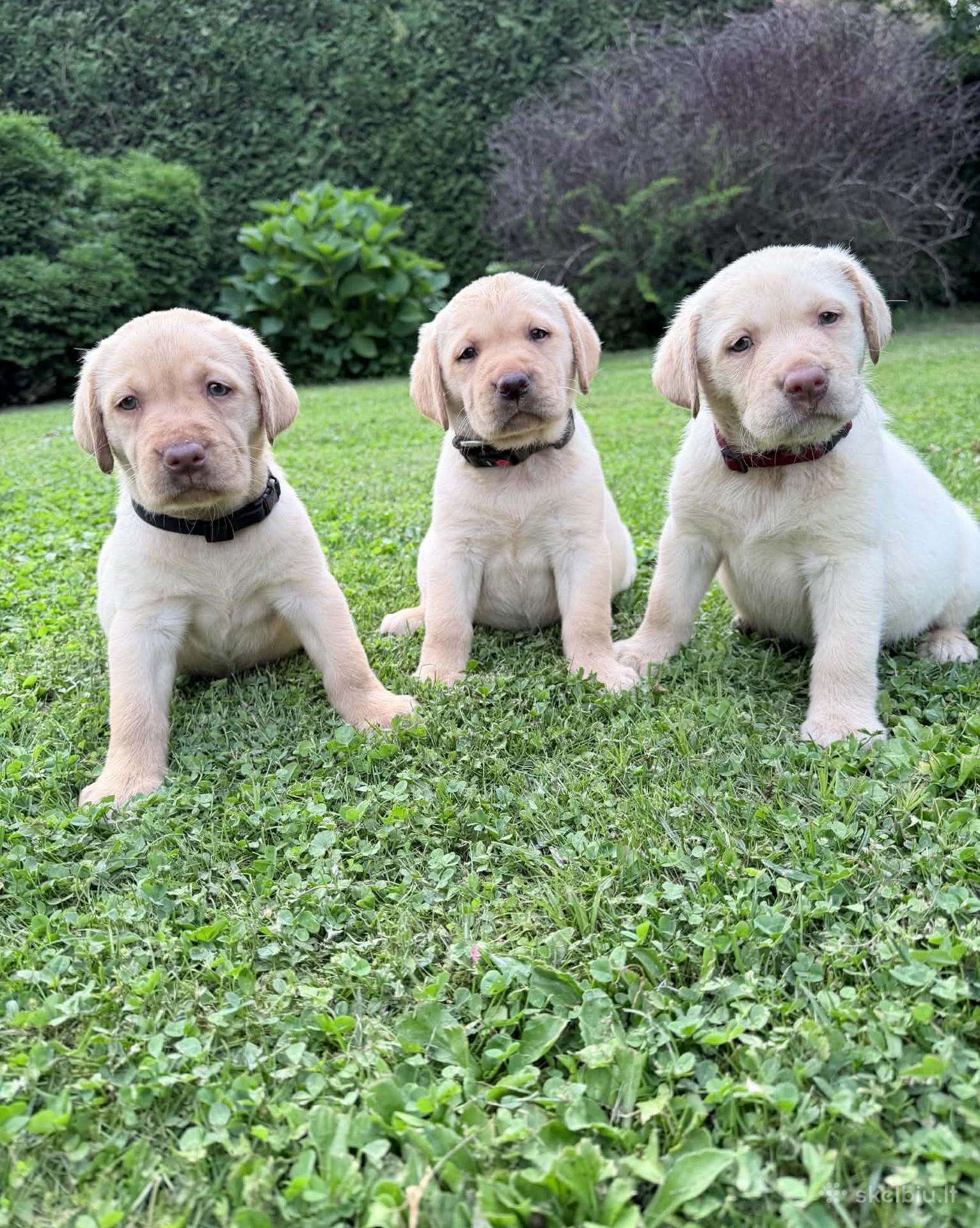 Labradorų veislės šuniukai veislynas Braunis