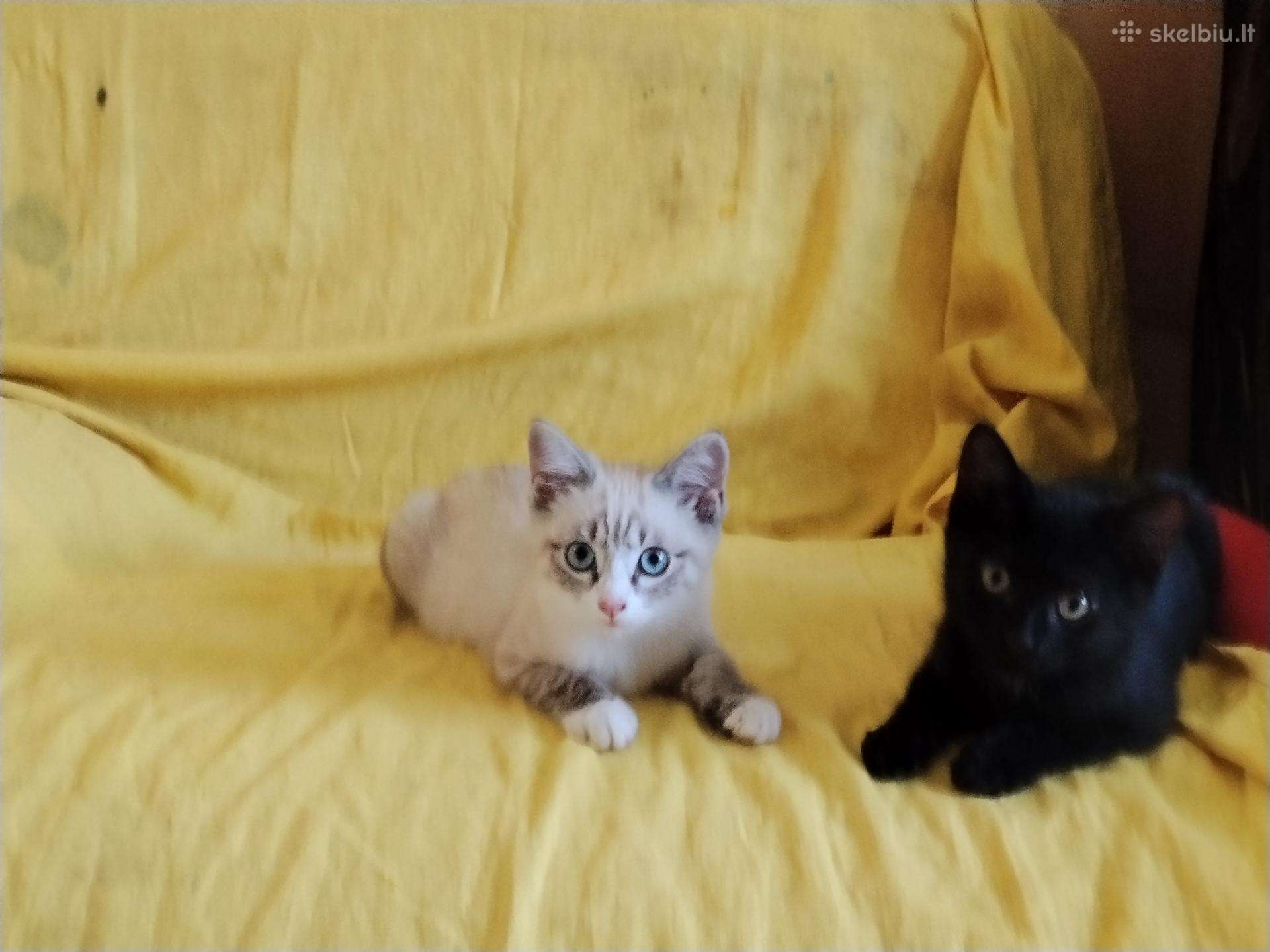 Dovanoju kačiukus
