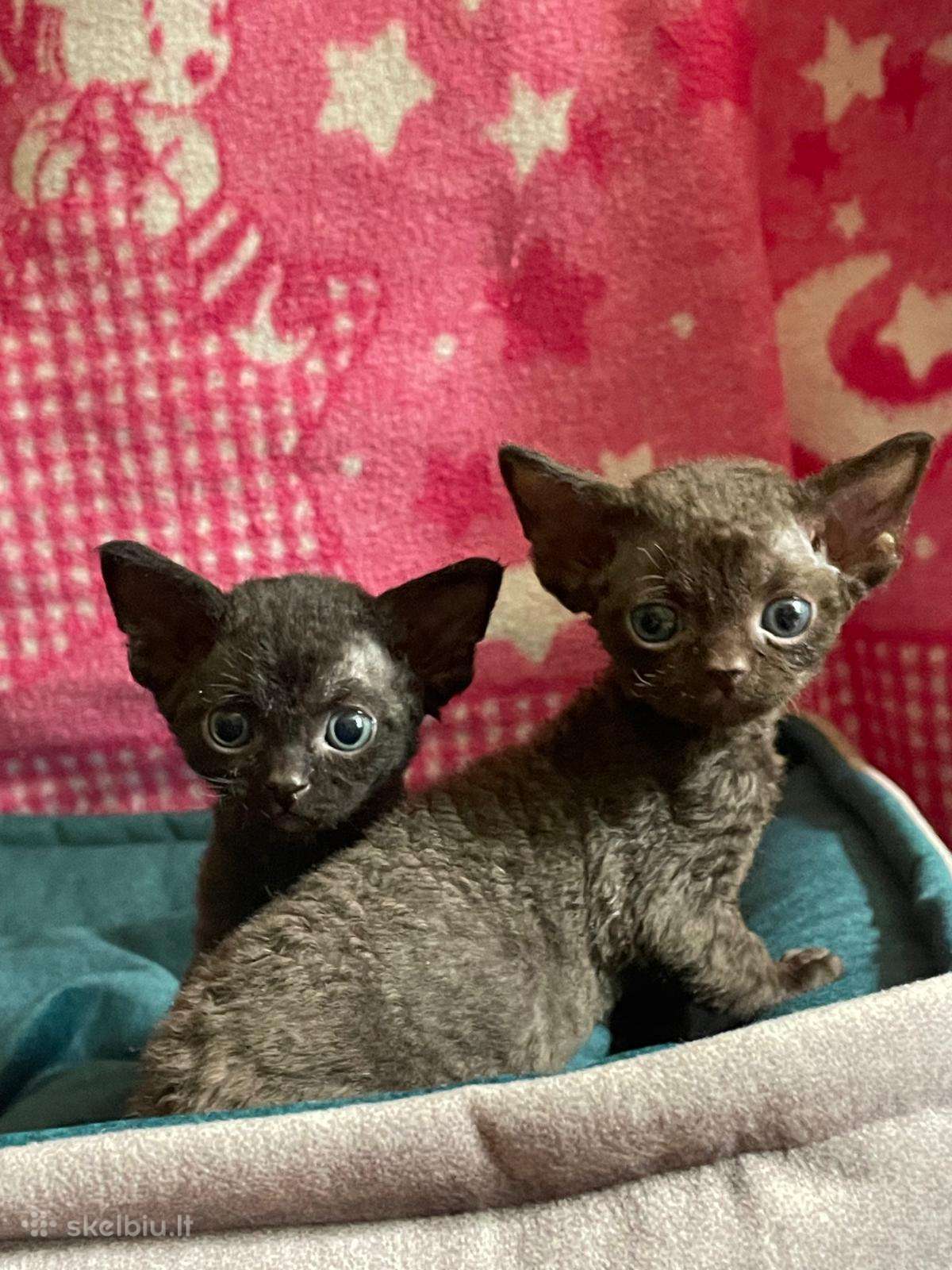 Devon Rex
