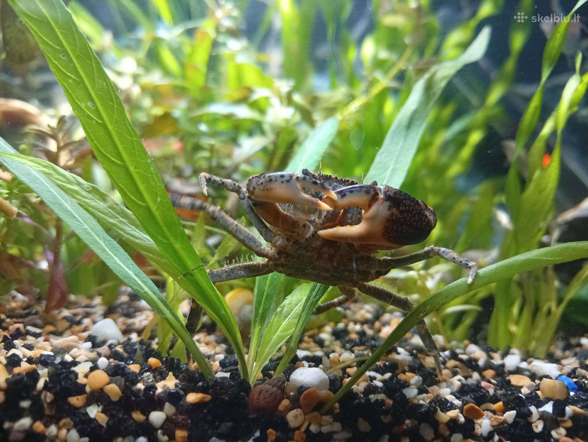 Krabas mekongo