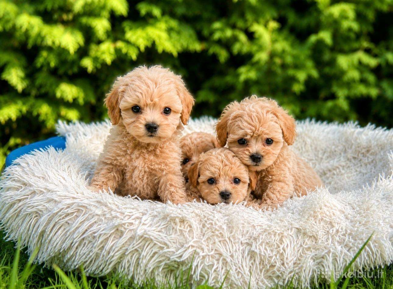 Maltipoo