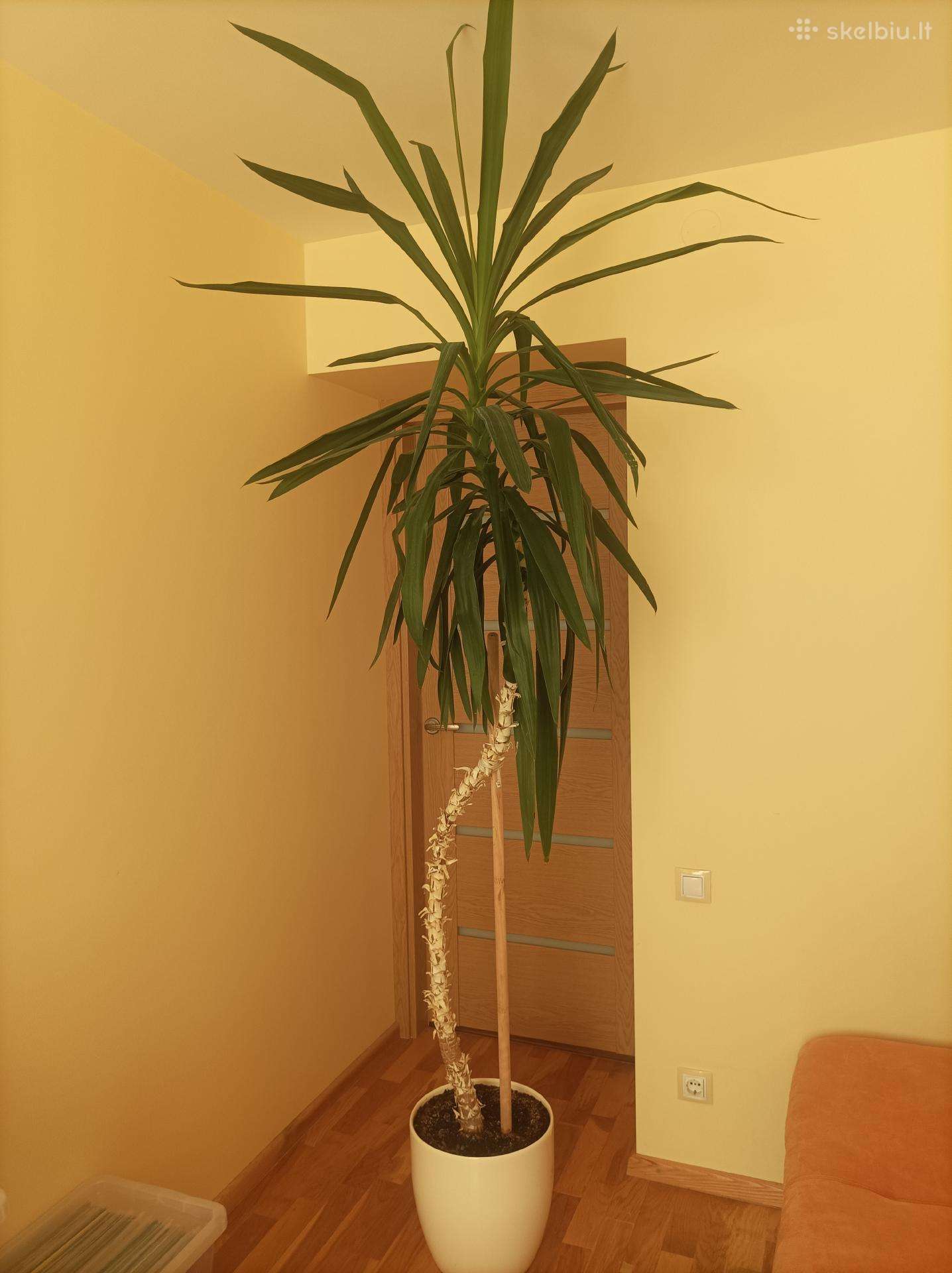 Parduodu palmę