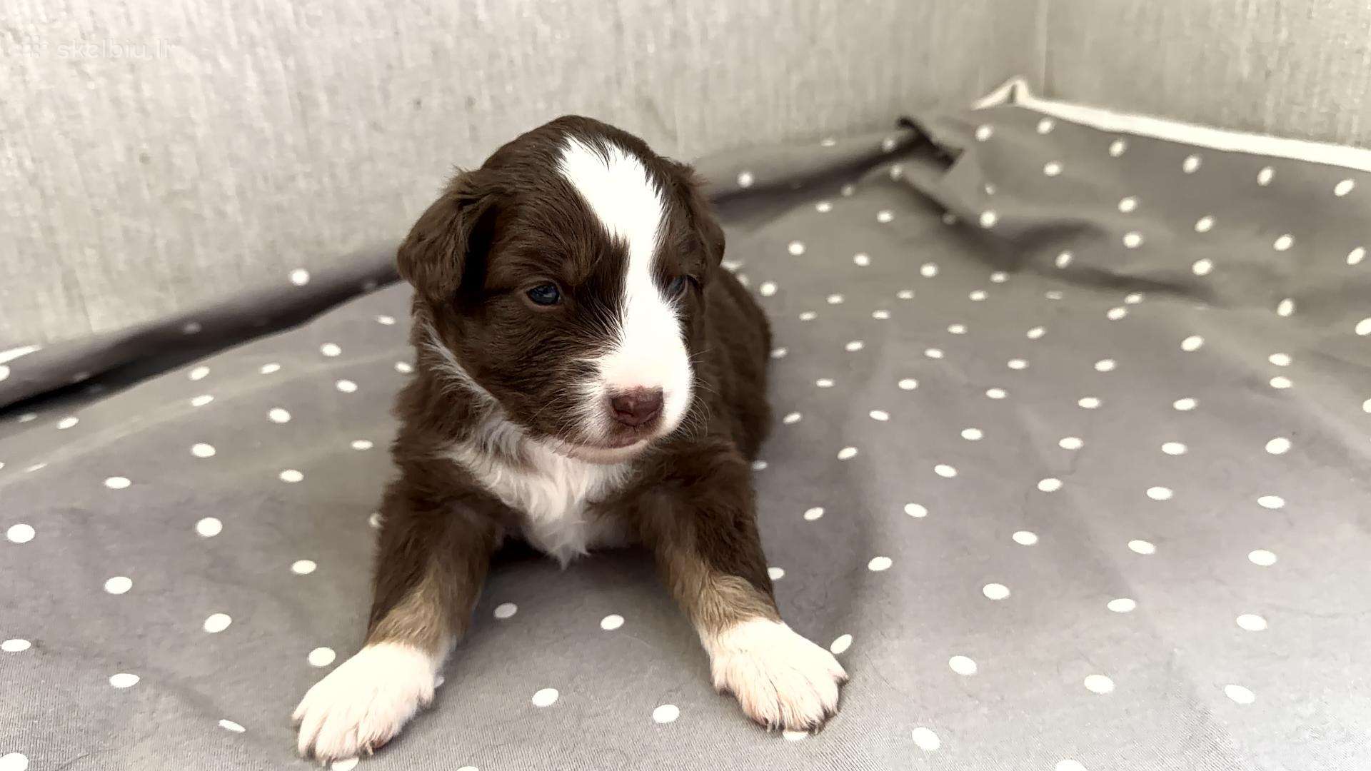 American miniature shepheard