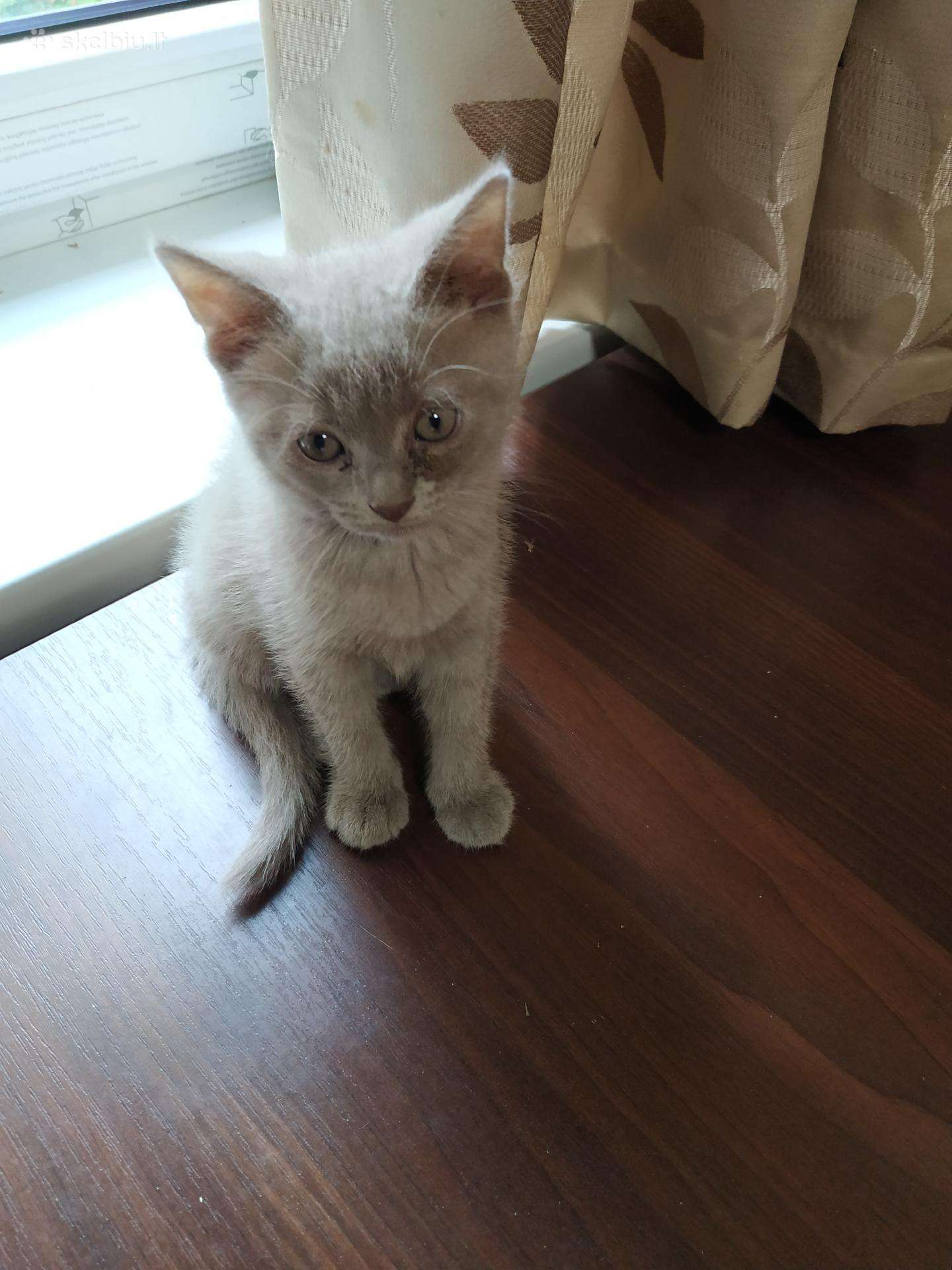 Mieli dviejų mėnesių kačiukai ieško mylinčių šeimi