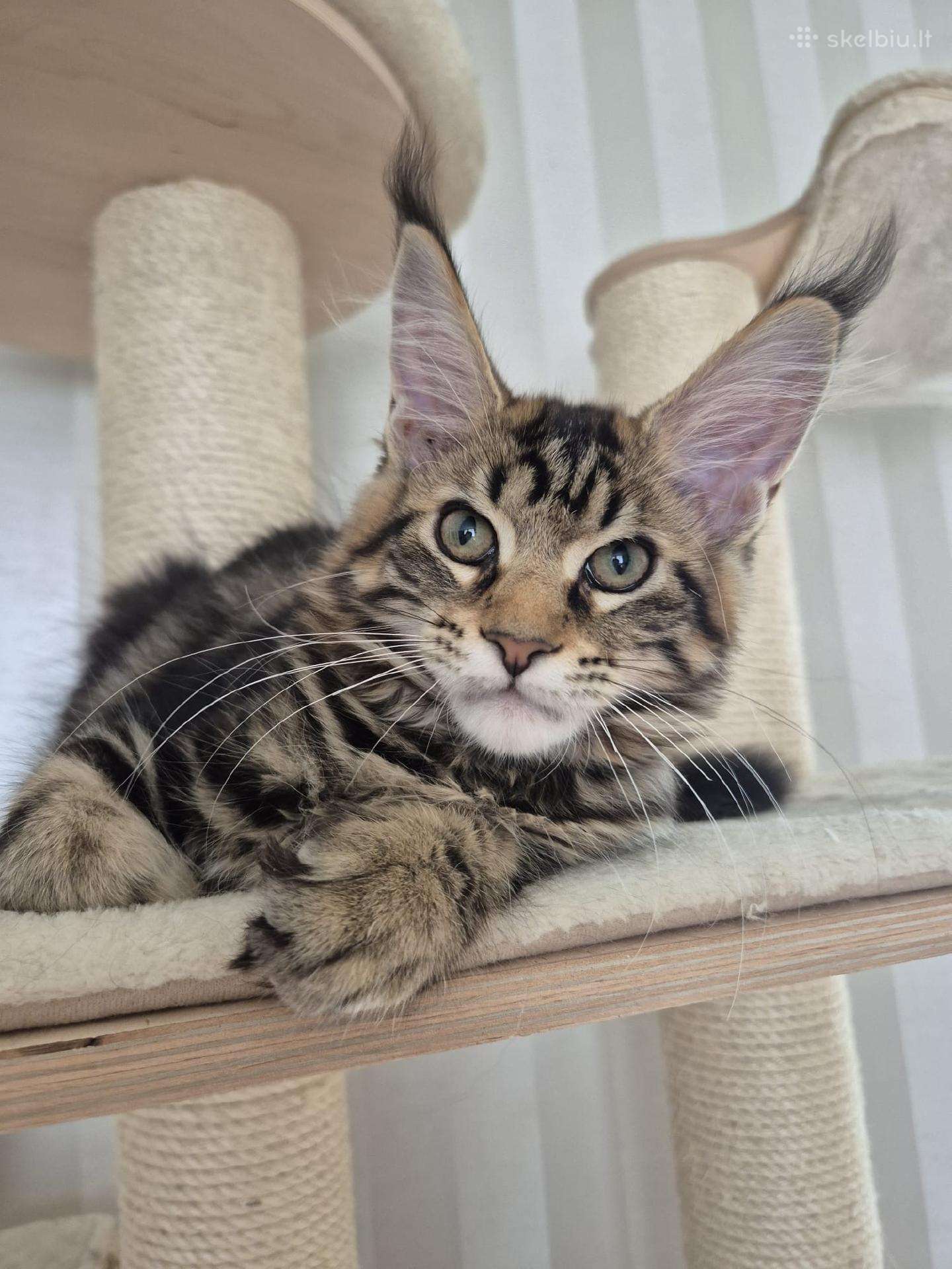 Mainecoon girl