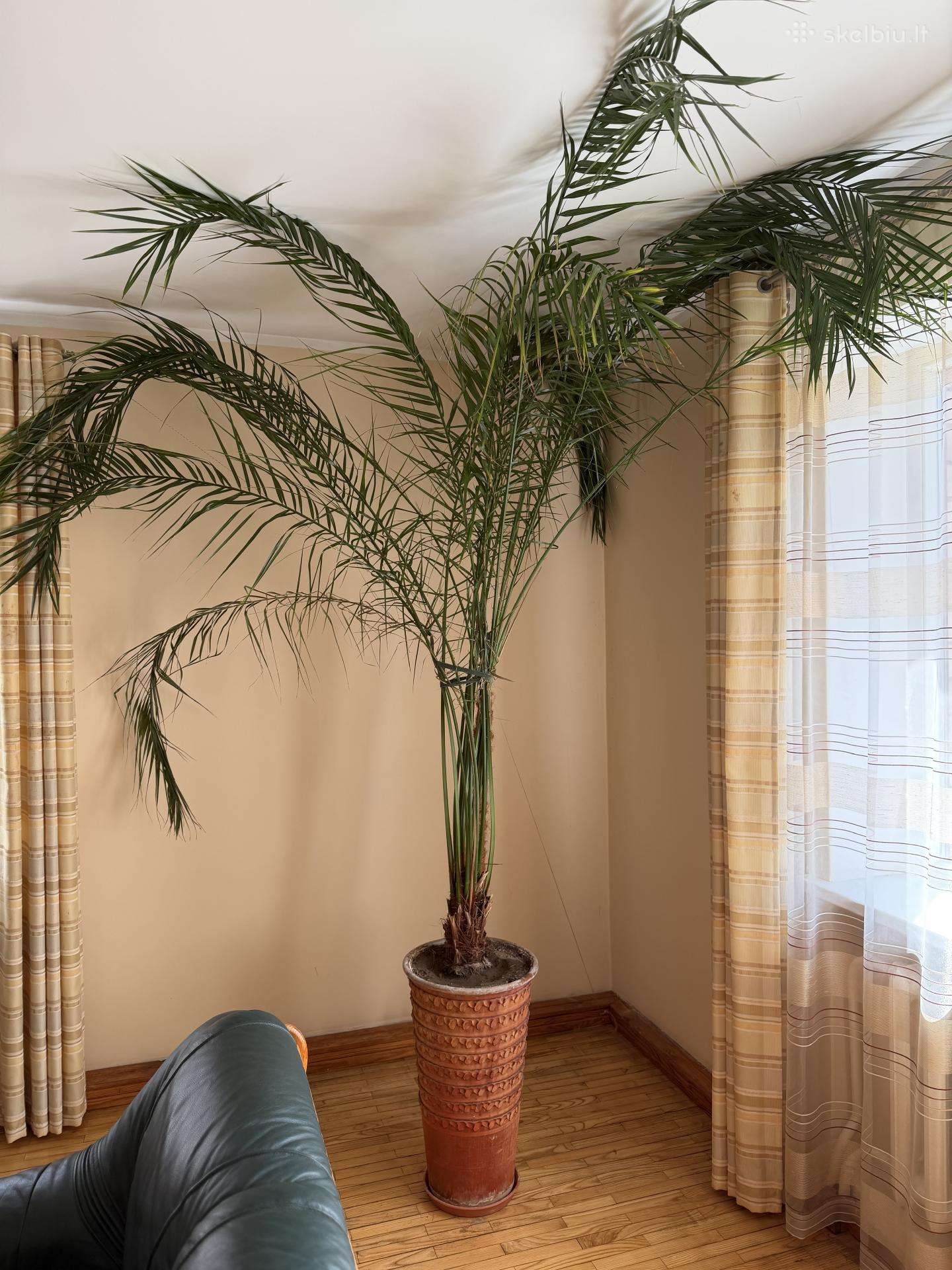Palmė