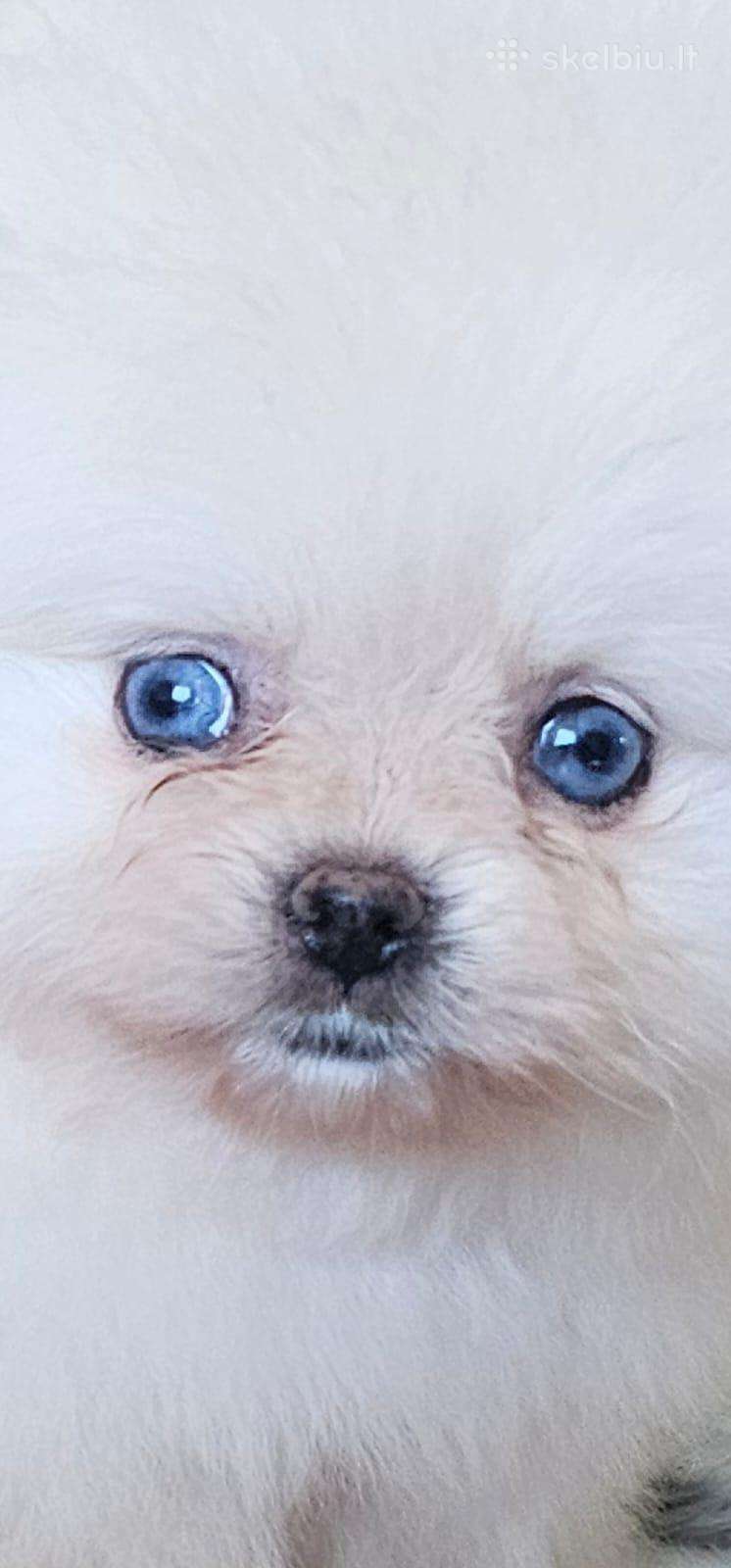 Dėmesio Mėlynakiai Meškiuko tipo babyfacekilmin