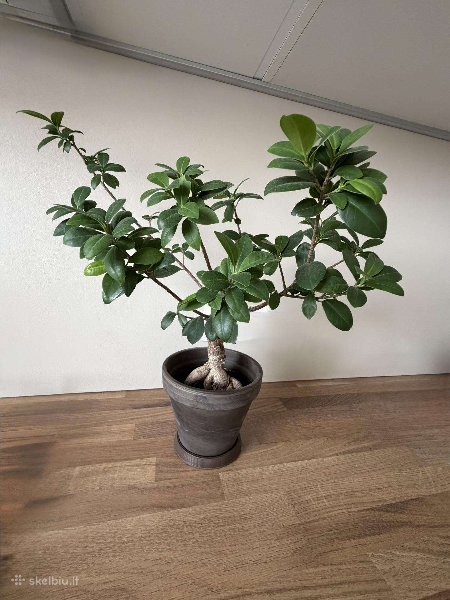 Ficus Bonsai medelis, gėlė, augalas