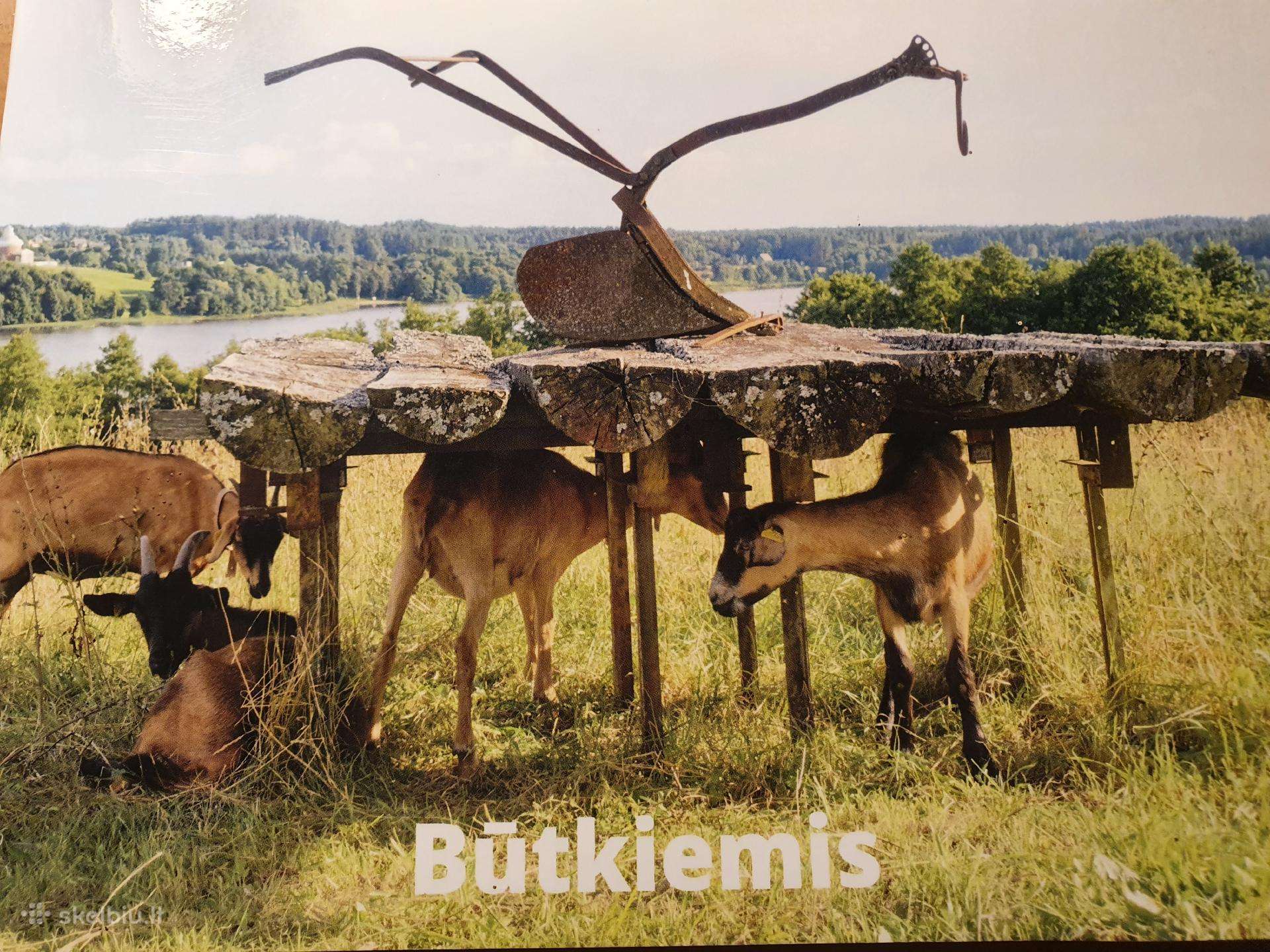 Parduodu veislinius Prancūzų Alpių ožius