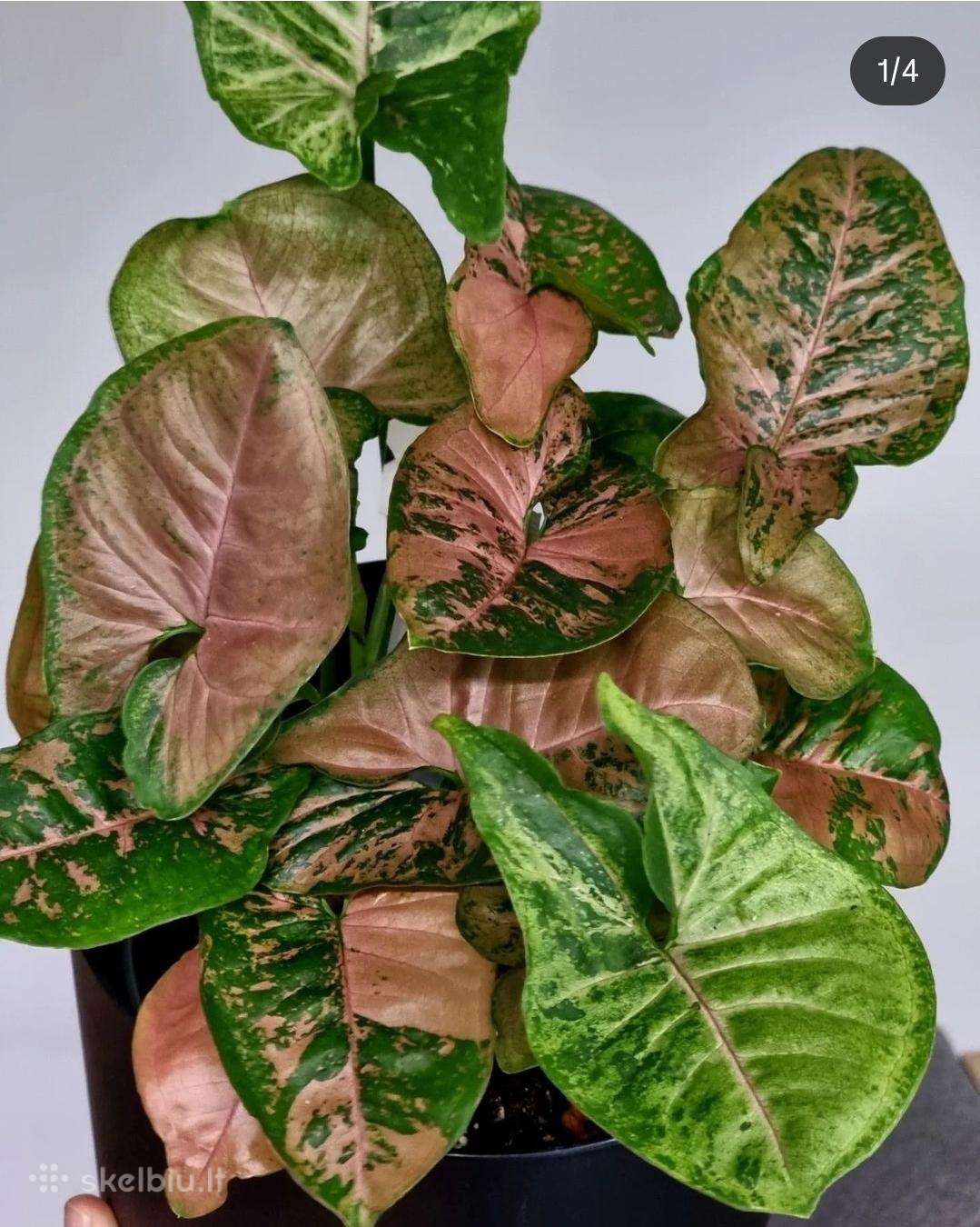 Syngonium 'Pink Flecked'