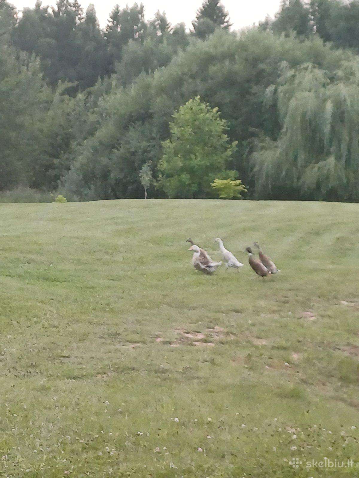 Antys ir bėgikės