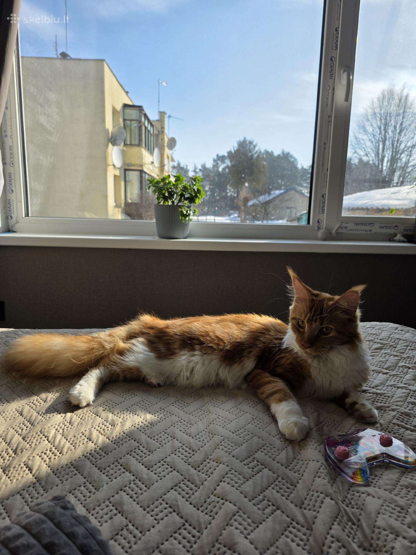 Meino meškėne kergimui