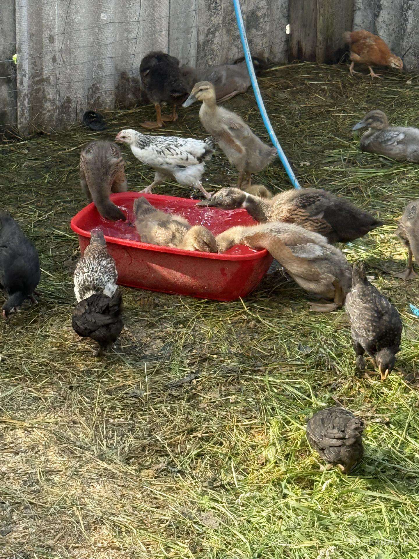 Grynaveislės antys bėgikes