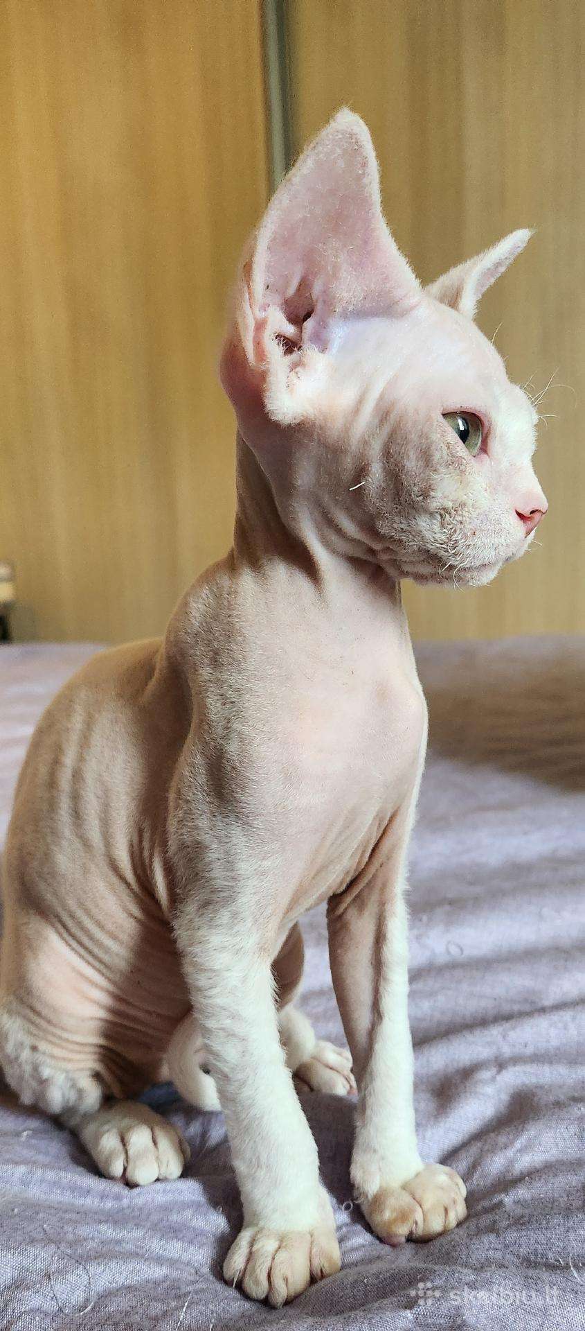 Devon Rex kačiukai
