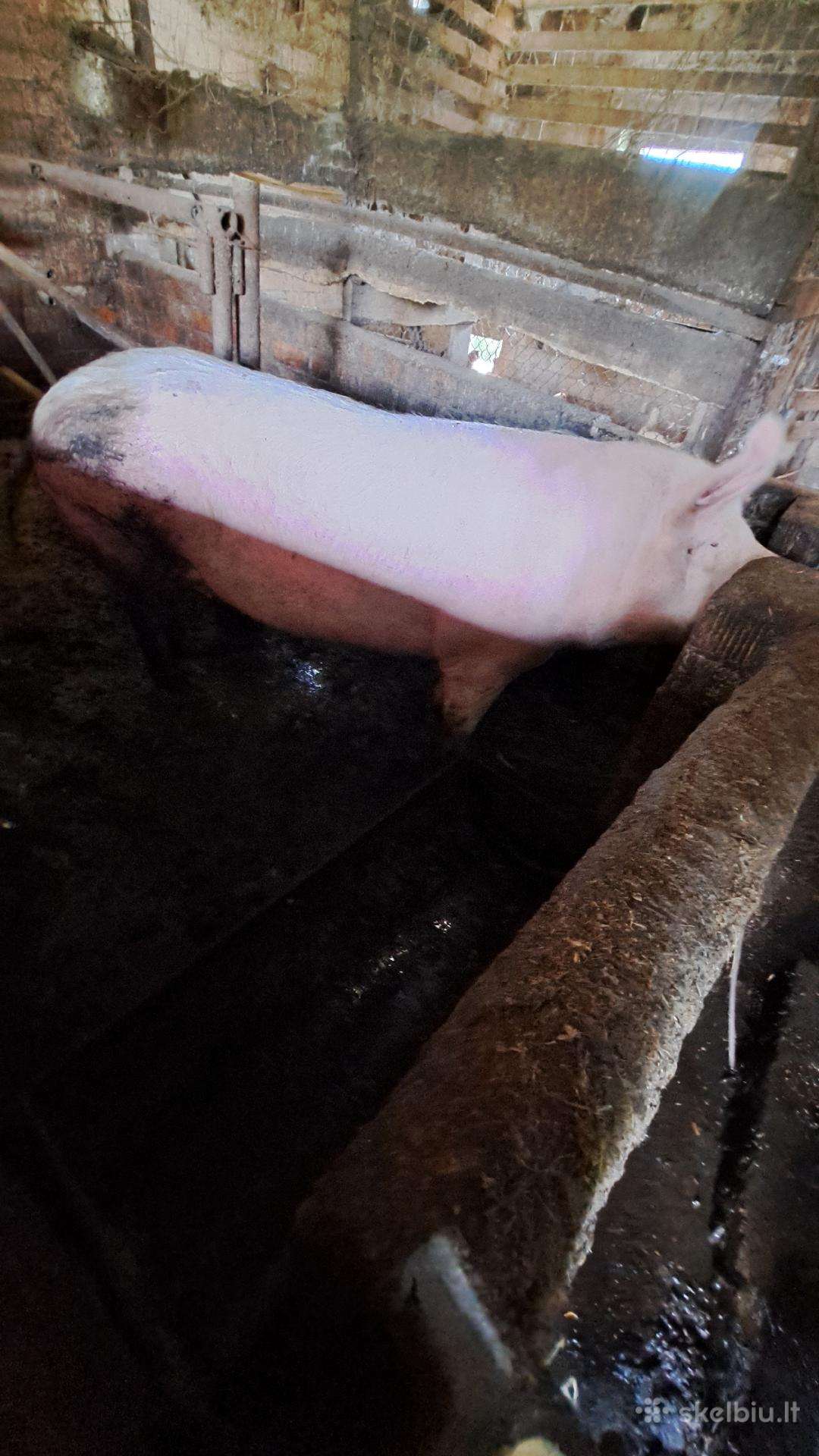 Parduodu pasiskerdimui kiaulę apie200kg