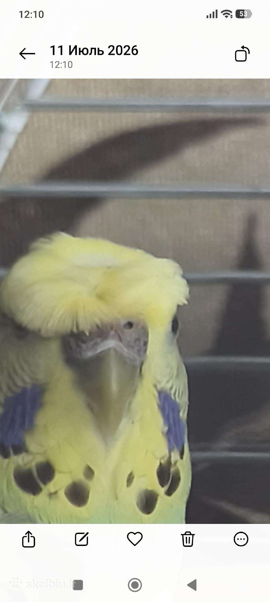 Papugos