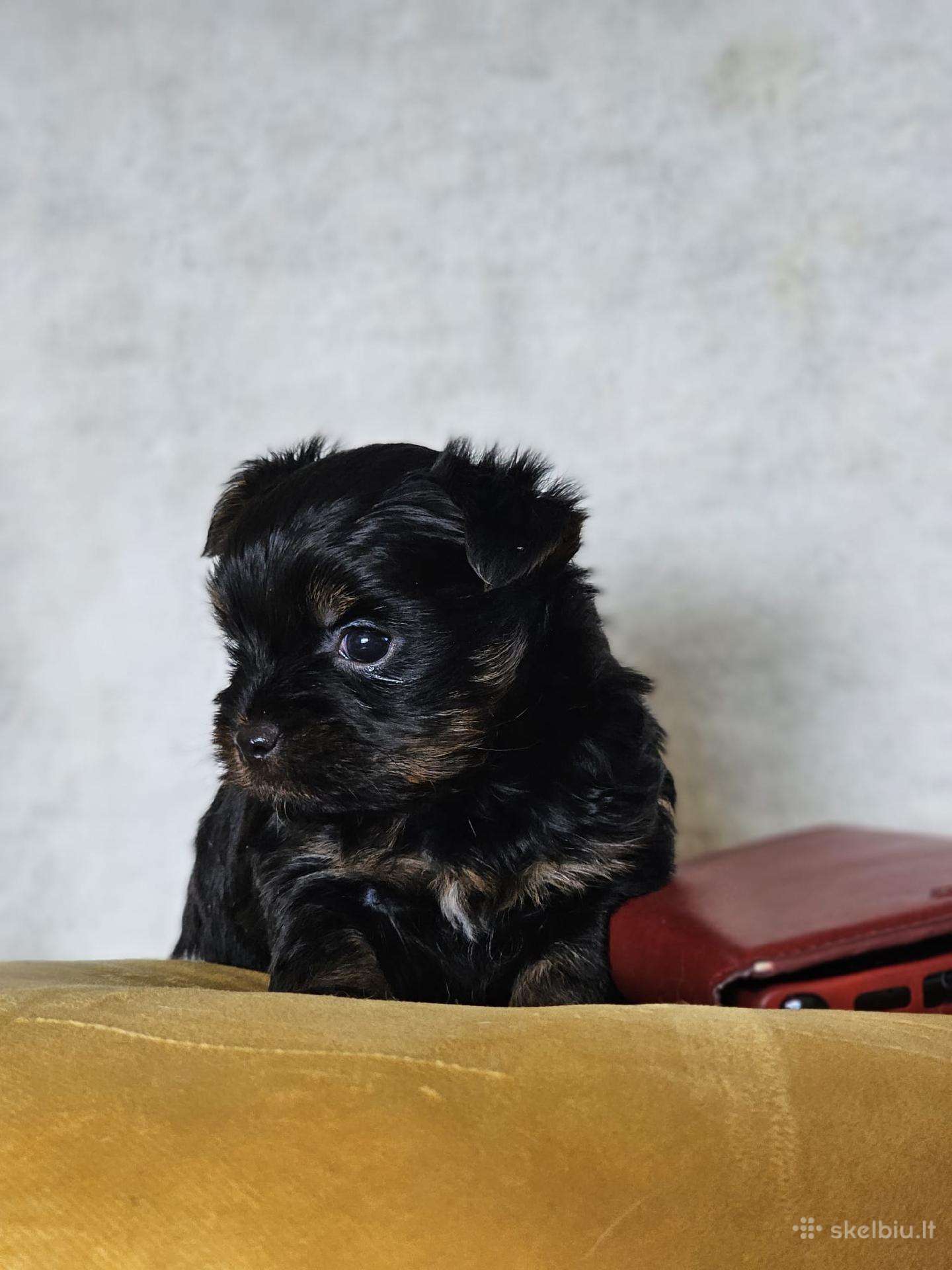 Super mini berniukas