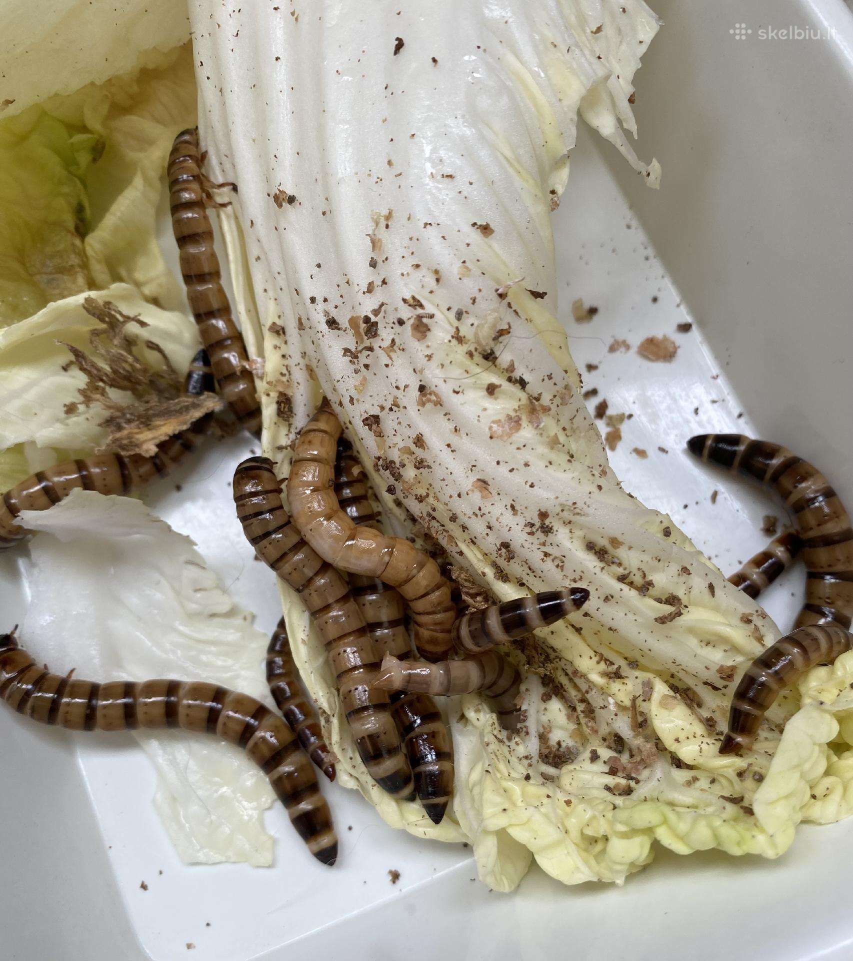 Parduodu zoofobusus