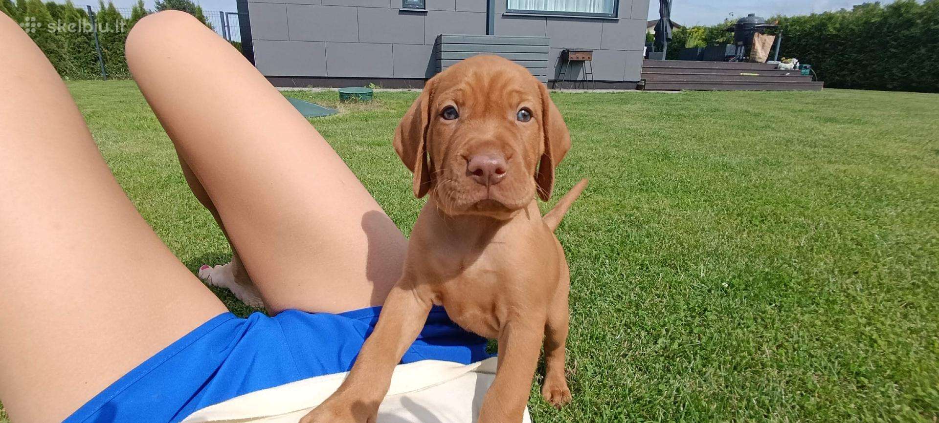Vizsla