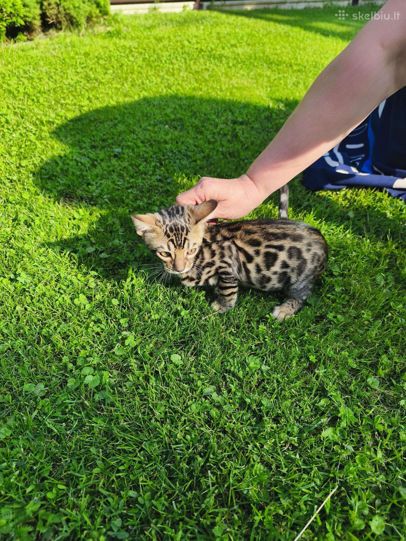 Bengalijos katės