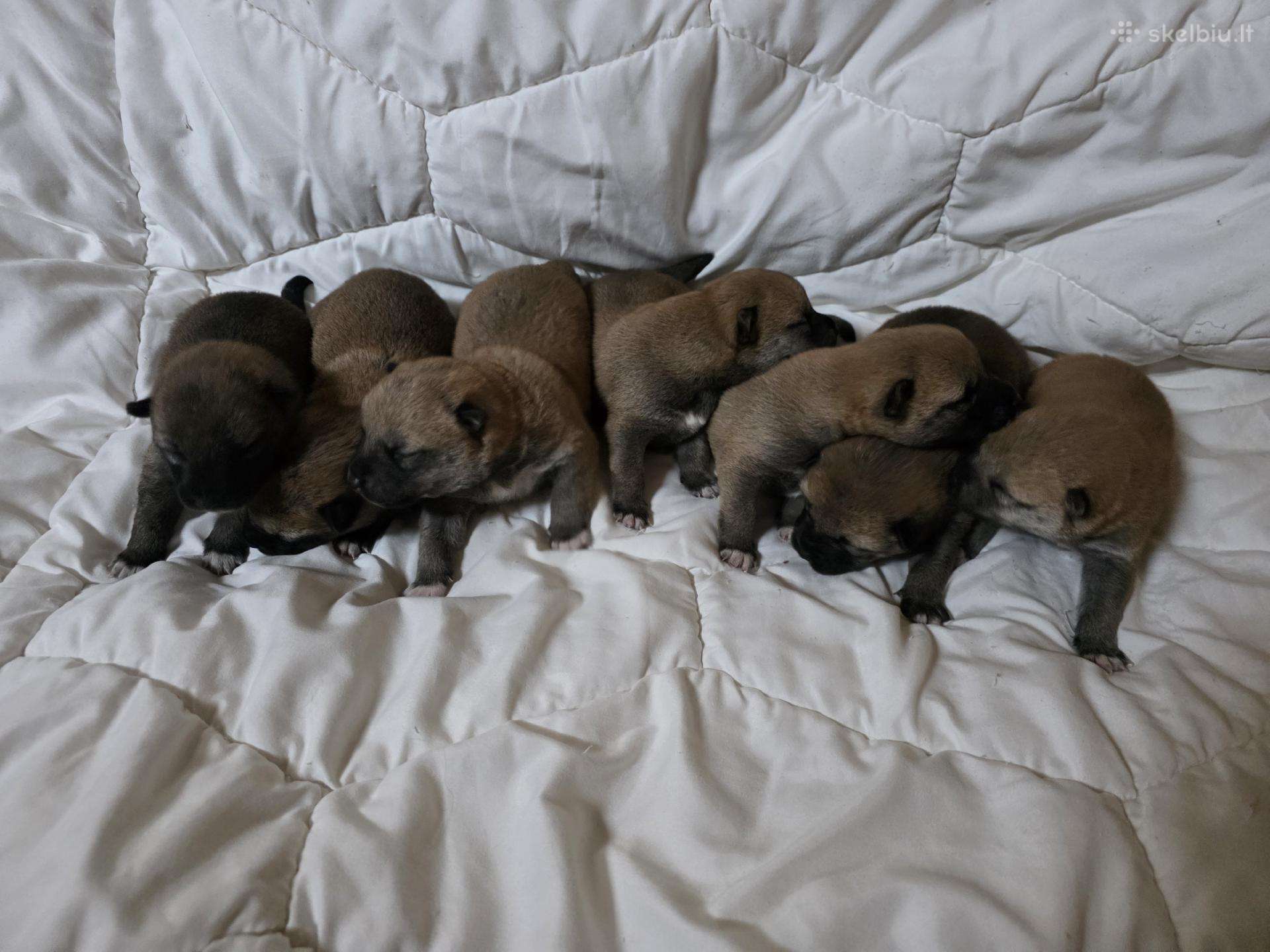 Shiba inu