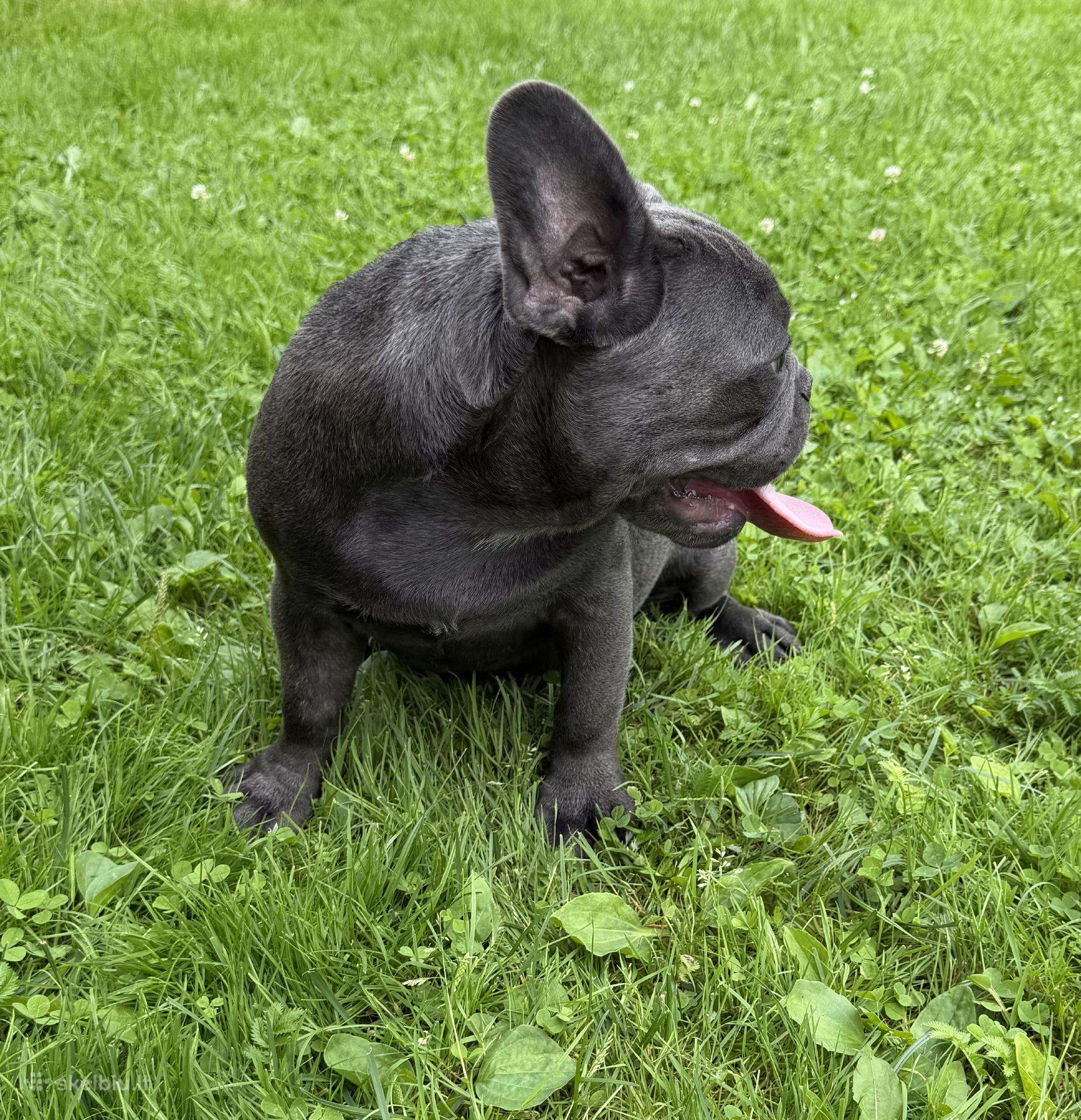 Prancūzų buldogų šuniukai.