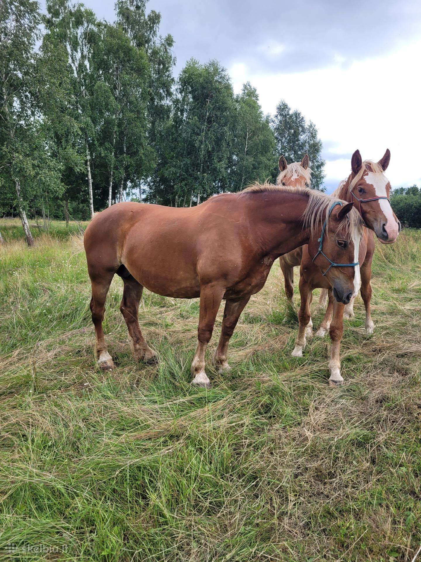 Parduodu Liet.sunkiųjų kumelę