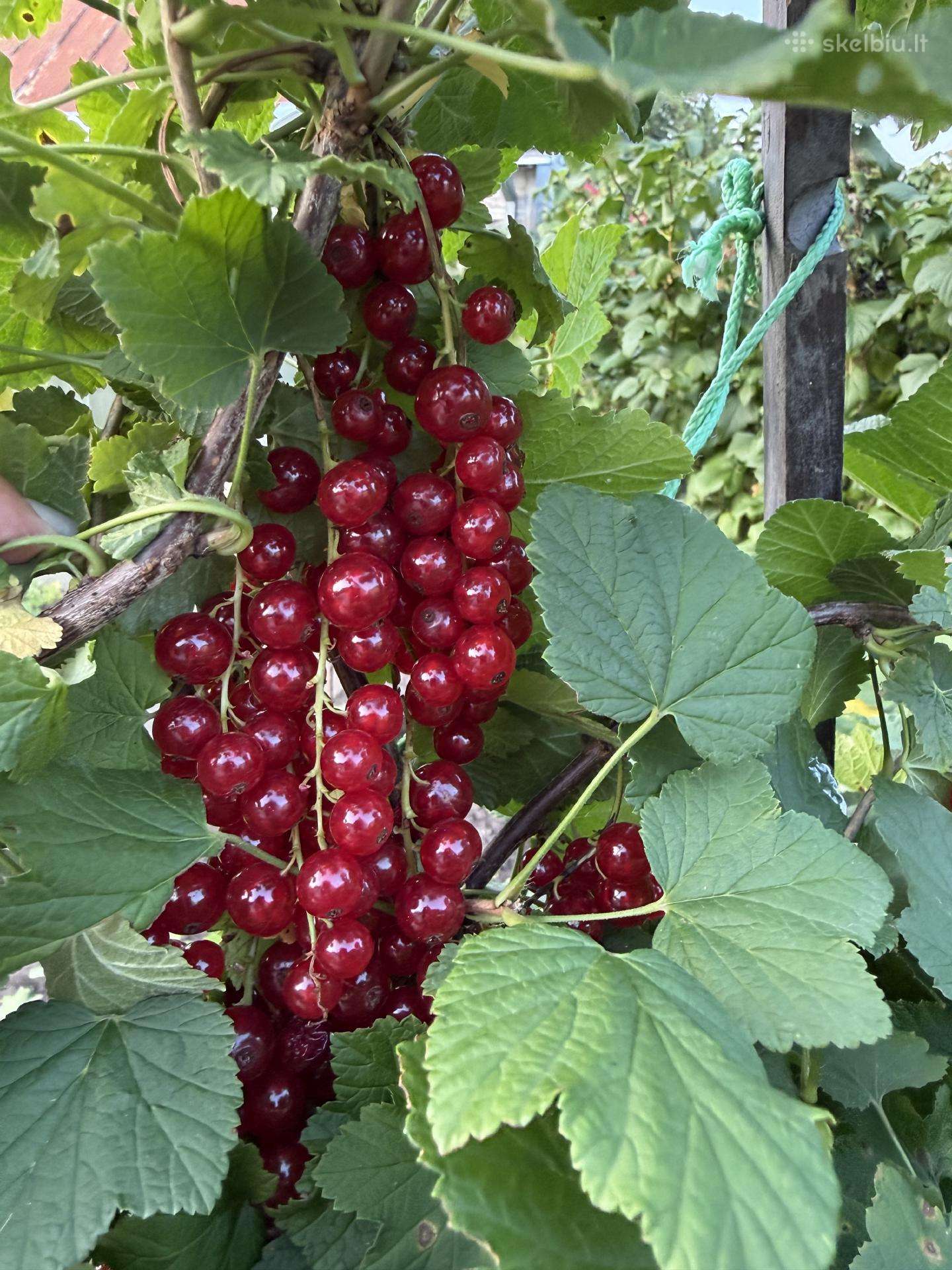 Parduodami raudoni serbentai