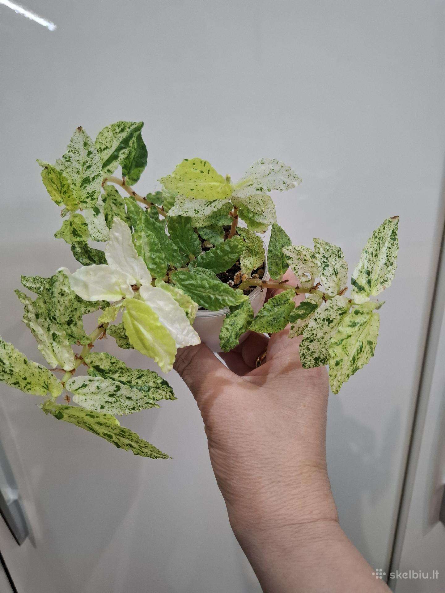 Pellionia Repens Variegata