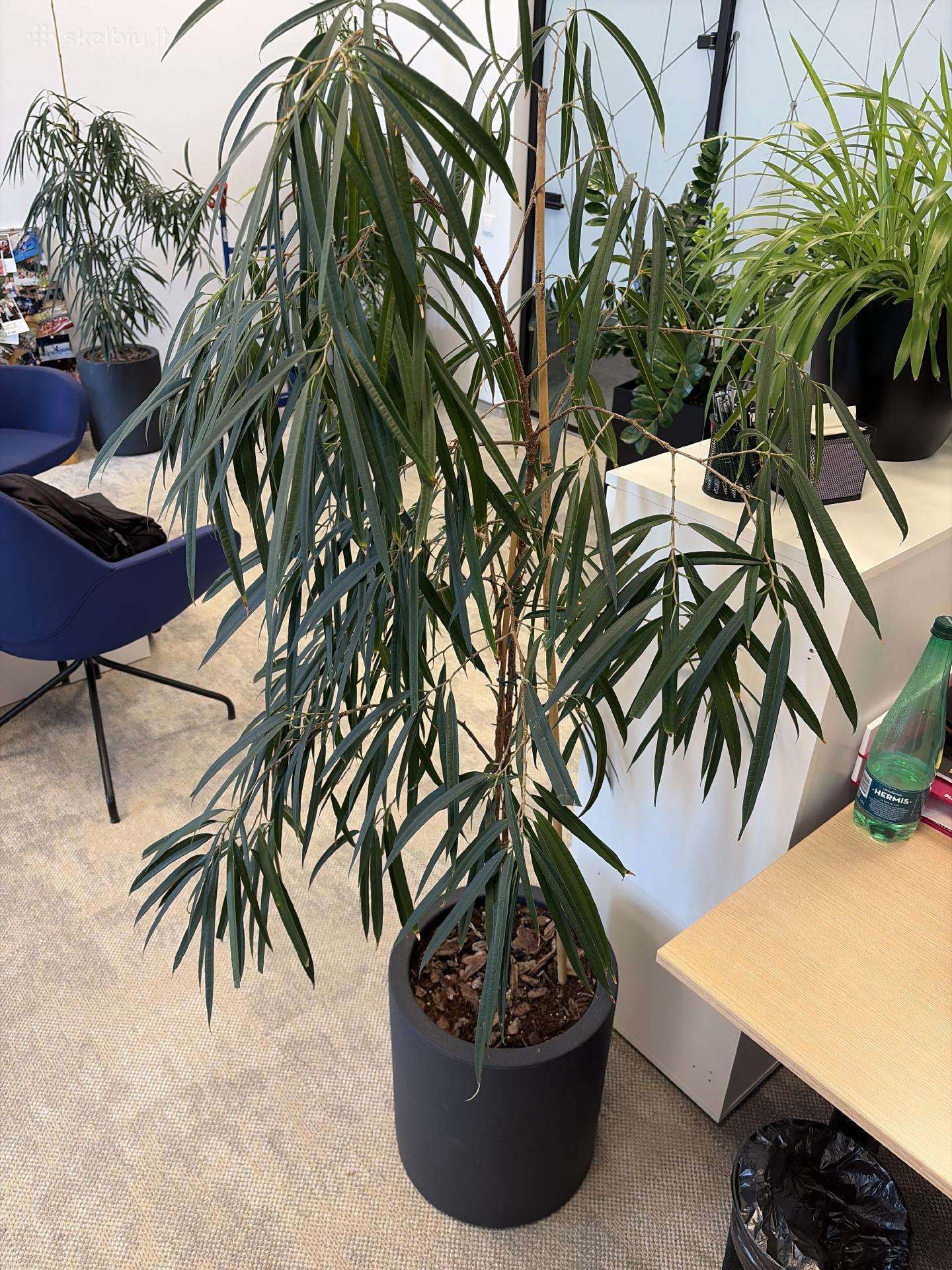 Ficus binnendijkii Su vazonu