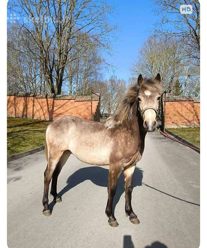Parduodami arkliai