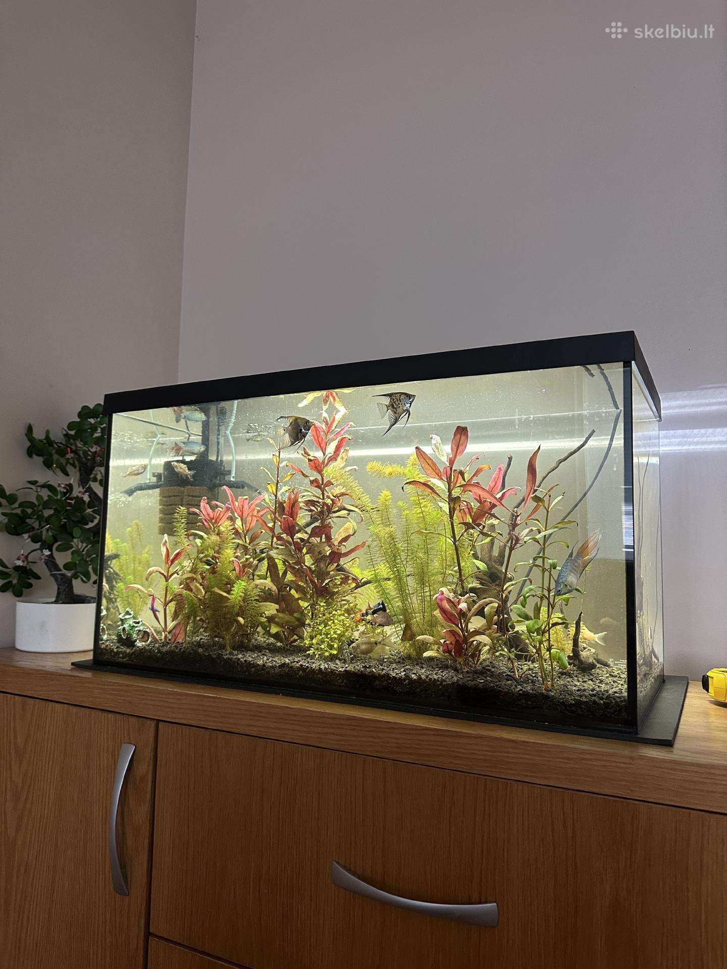 Akvariumas Aquael