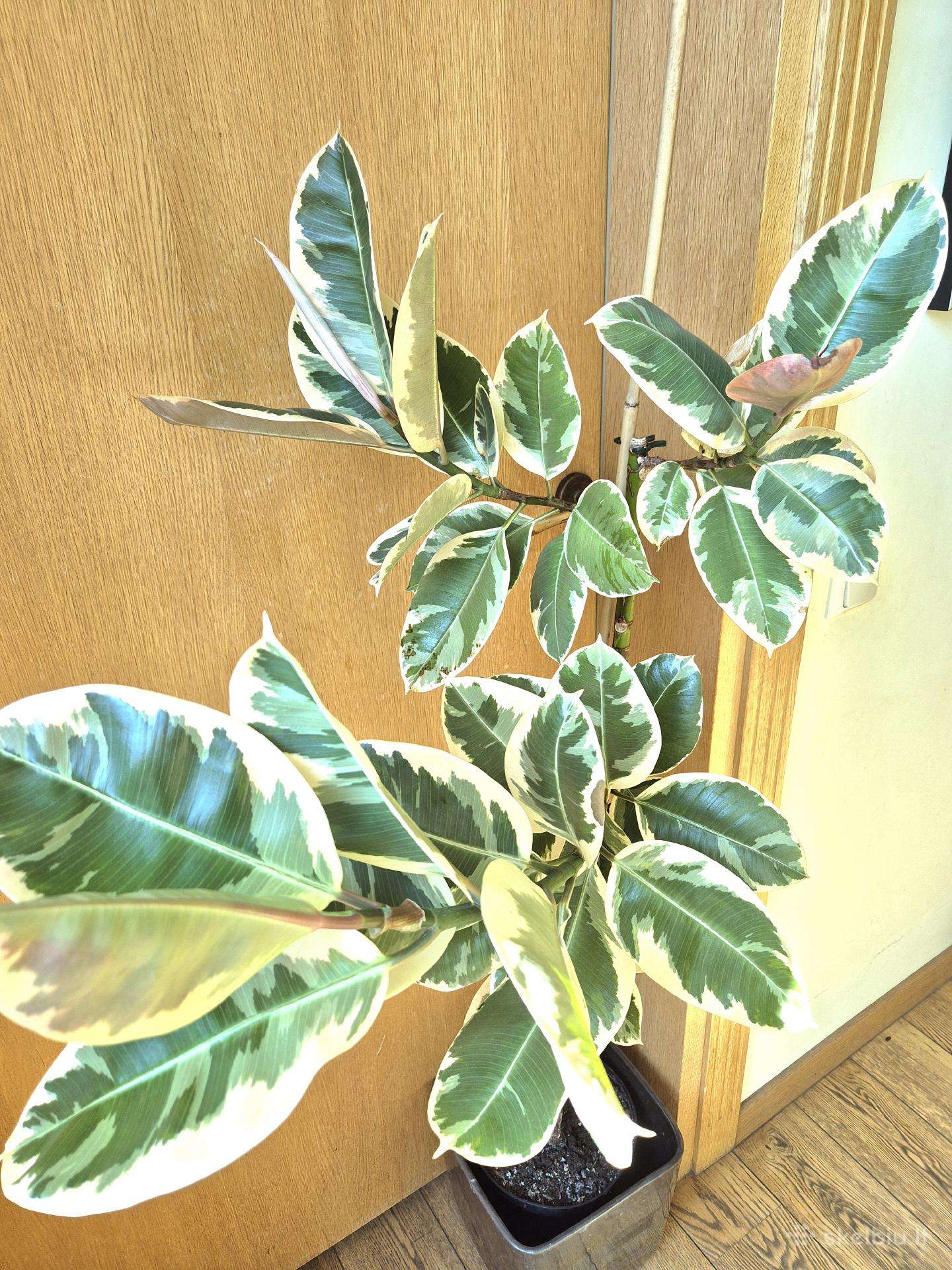 Kambarinė gėlė "Stambialapis Fikusas"(130cm)