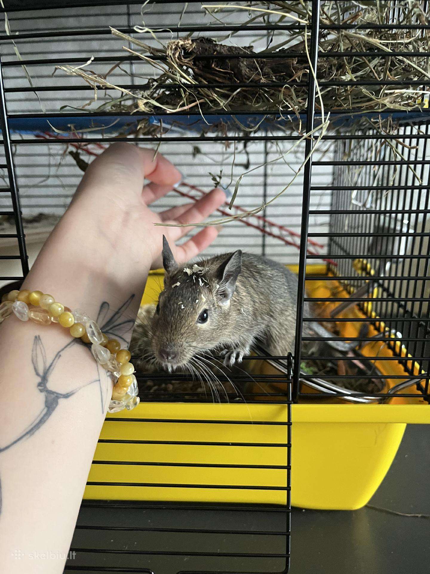 Voverytė degu