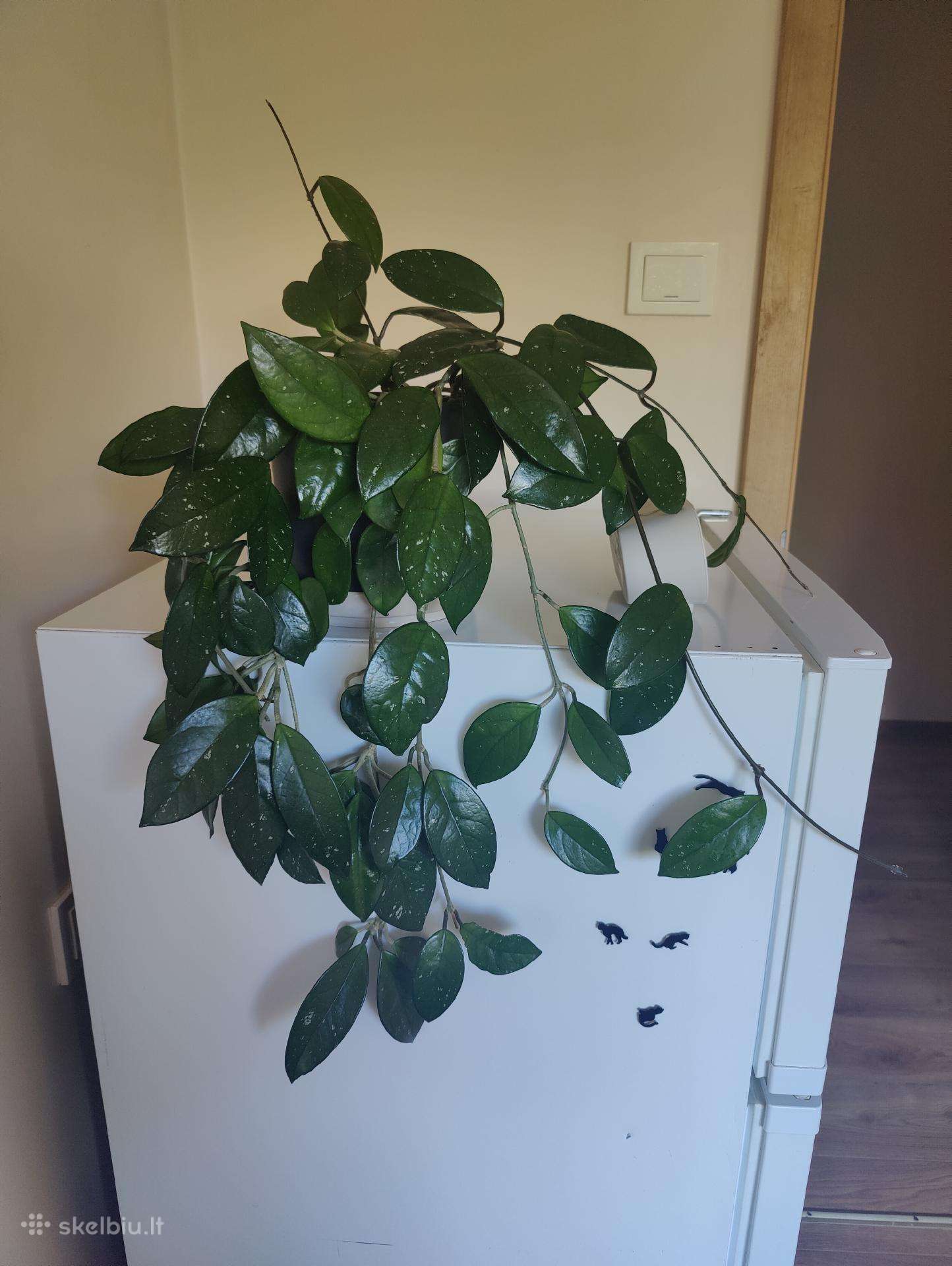 Hoya Carnosa Splash