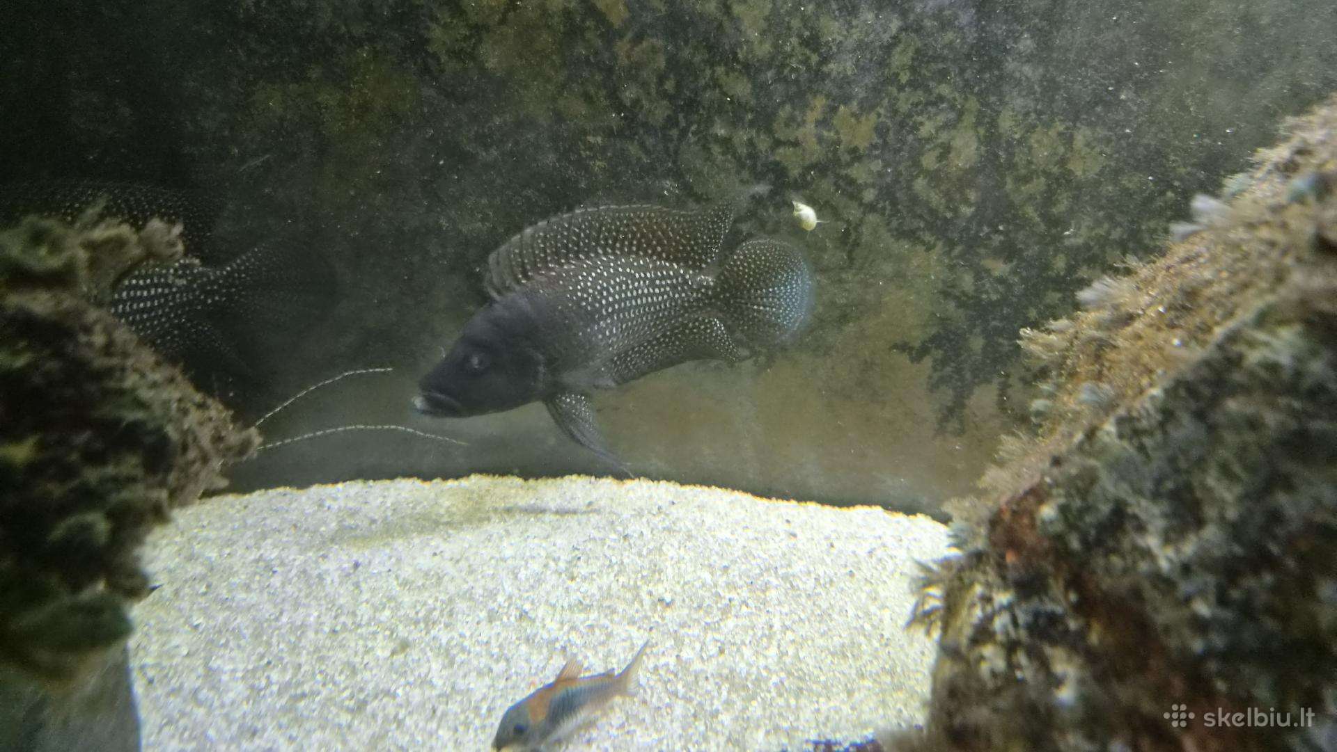Altolamprologus Calvus