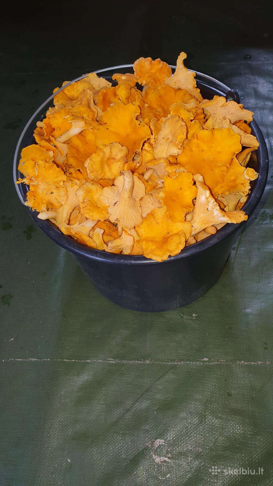 Parduodamos voveraitės Dvylikos litrų kibiras 30€