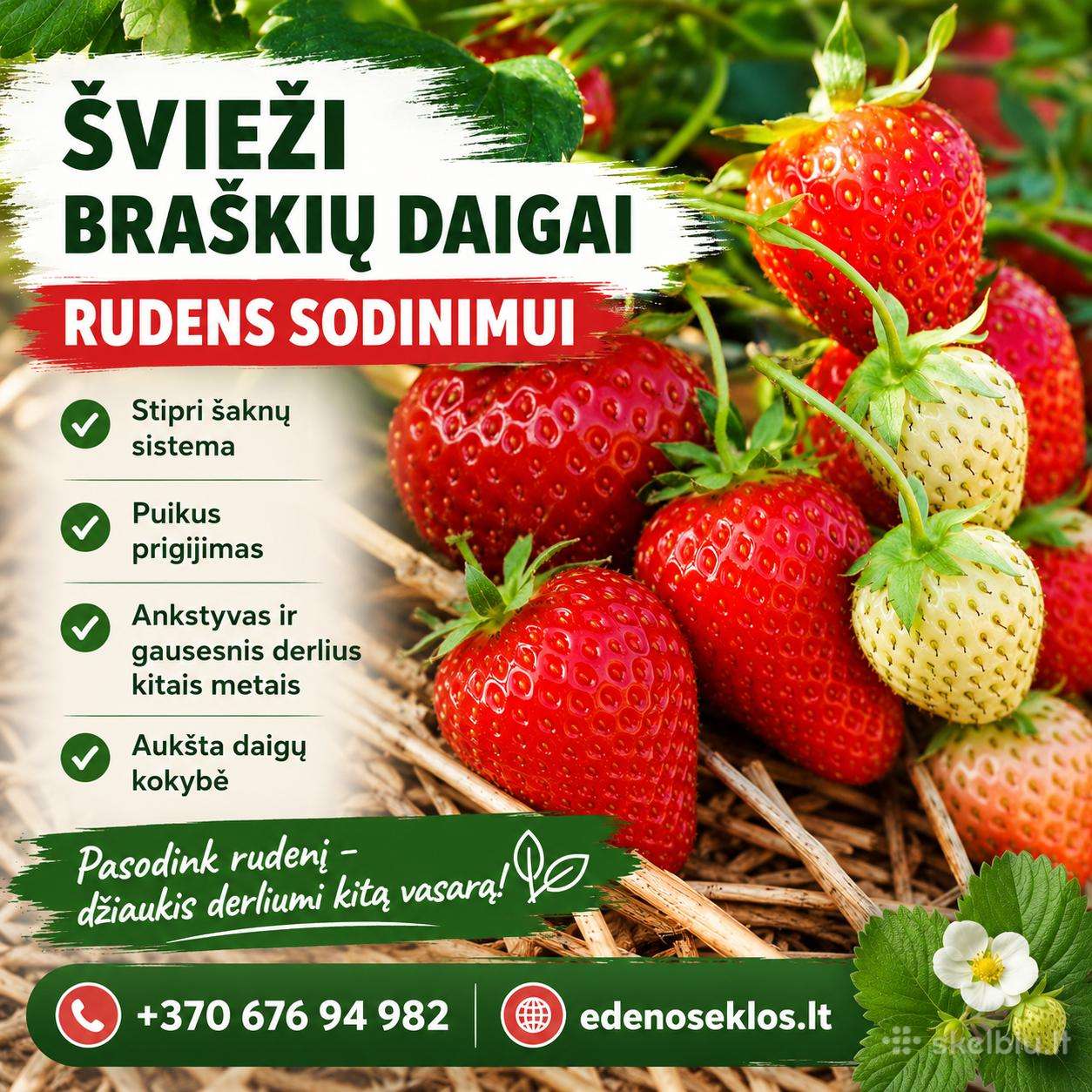 Braškių Daigai rudeniui! Siunčiame!