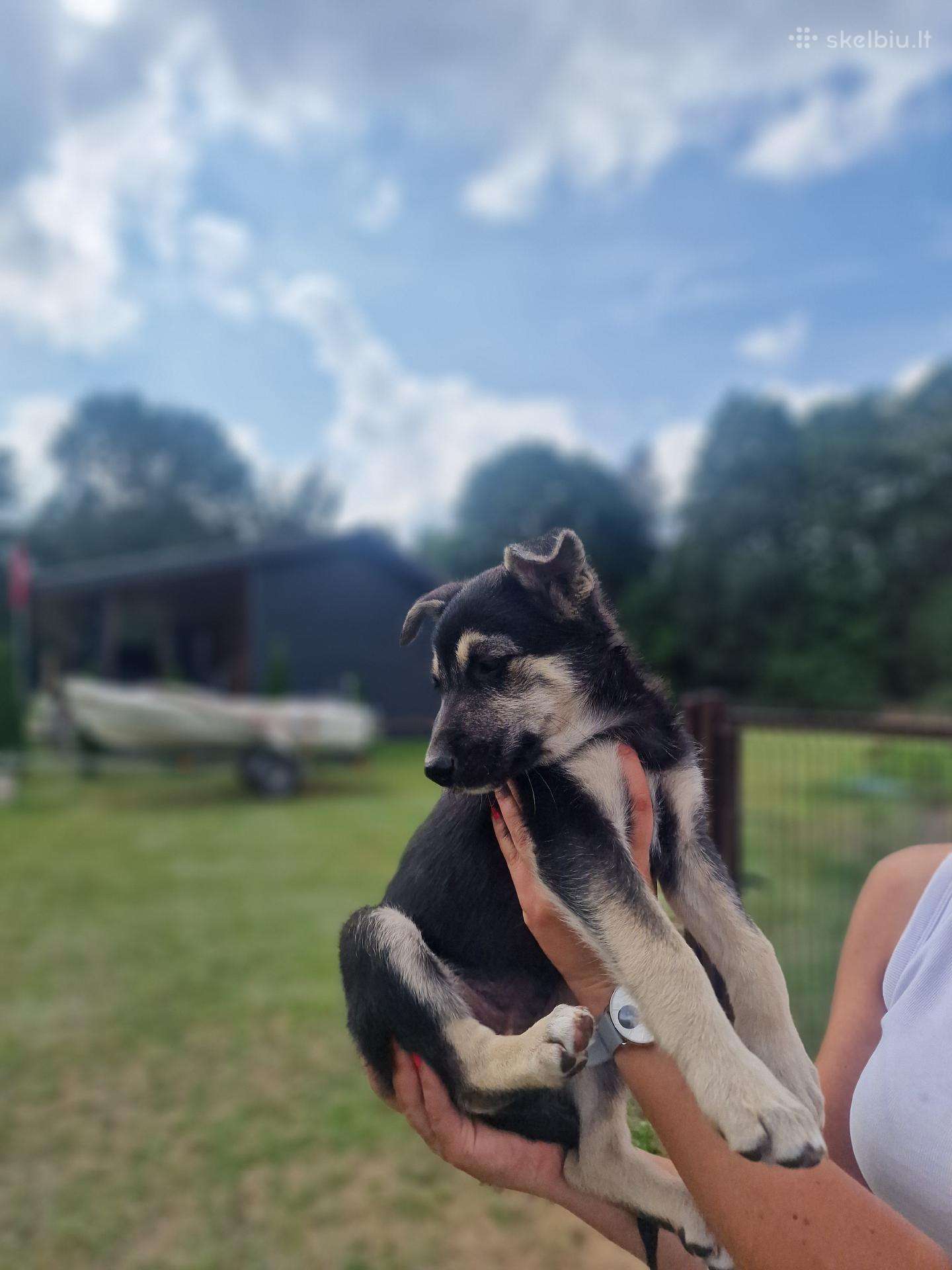 **Mieli šuniukai ieško naujų, mylinčių namų!**