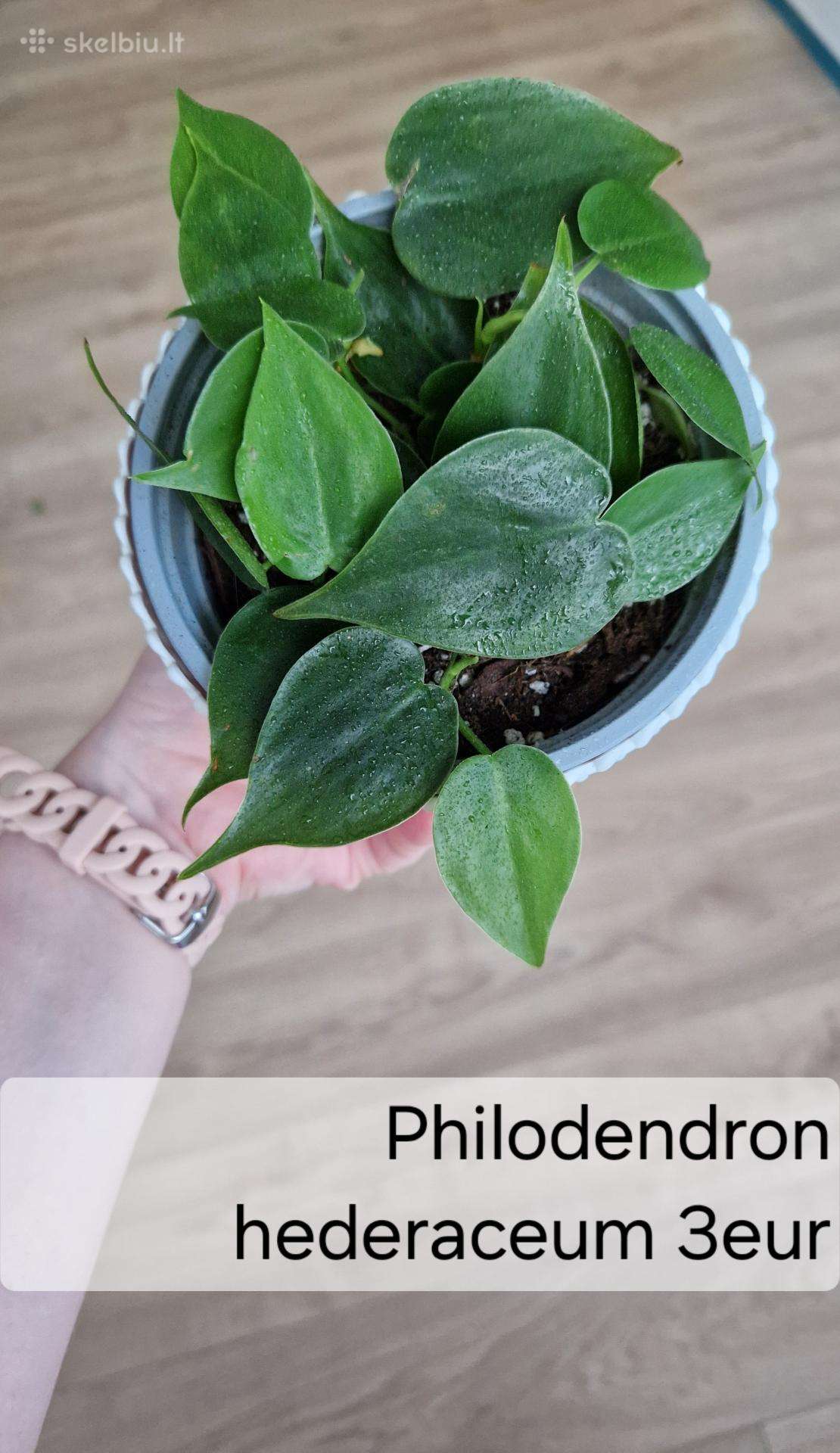Philodendron hederaceum