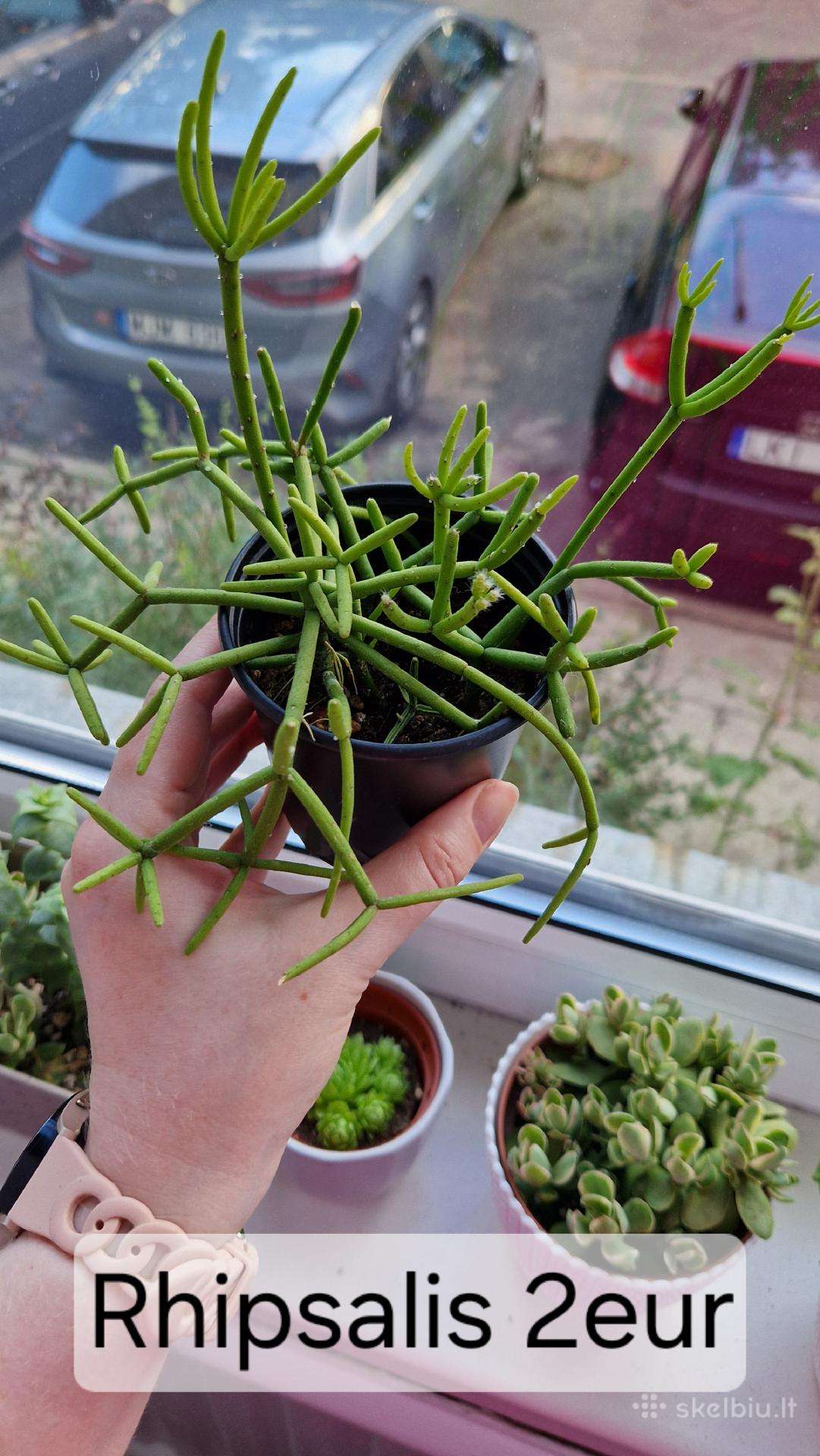 Rhipsalis