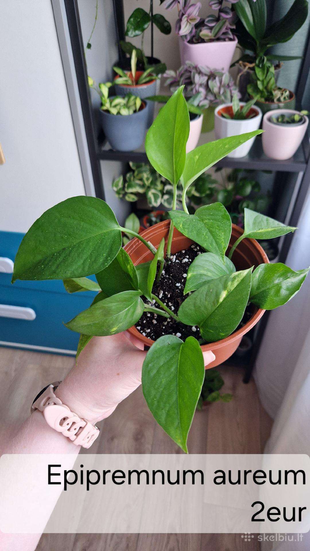 Epipremnum aureum
