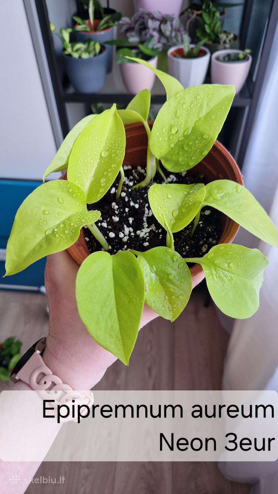 Epipremnum aureum Neon