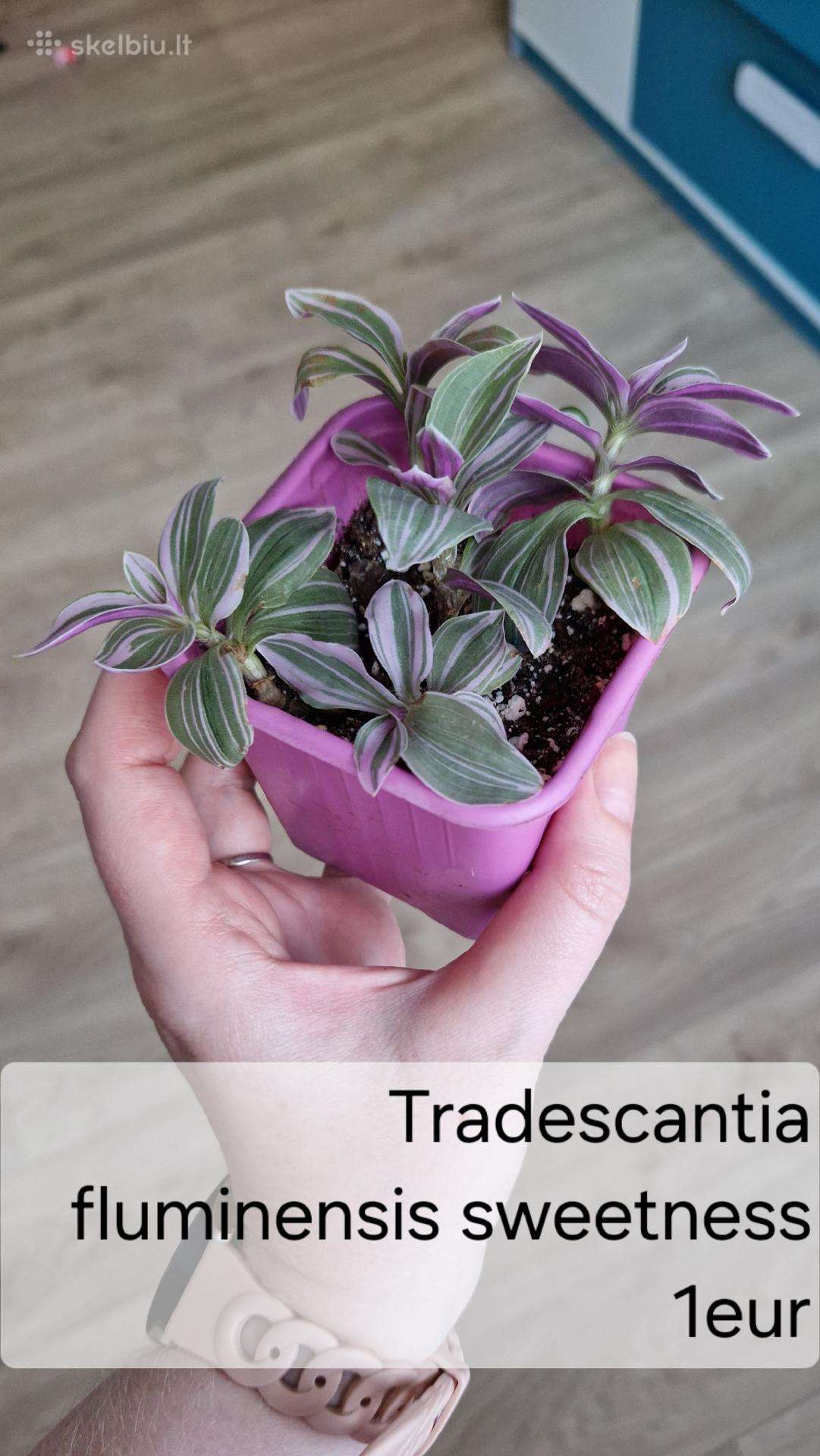 Tradescantia fluminensis sweetness