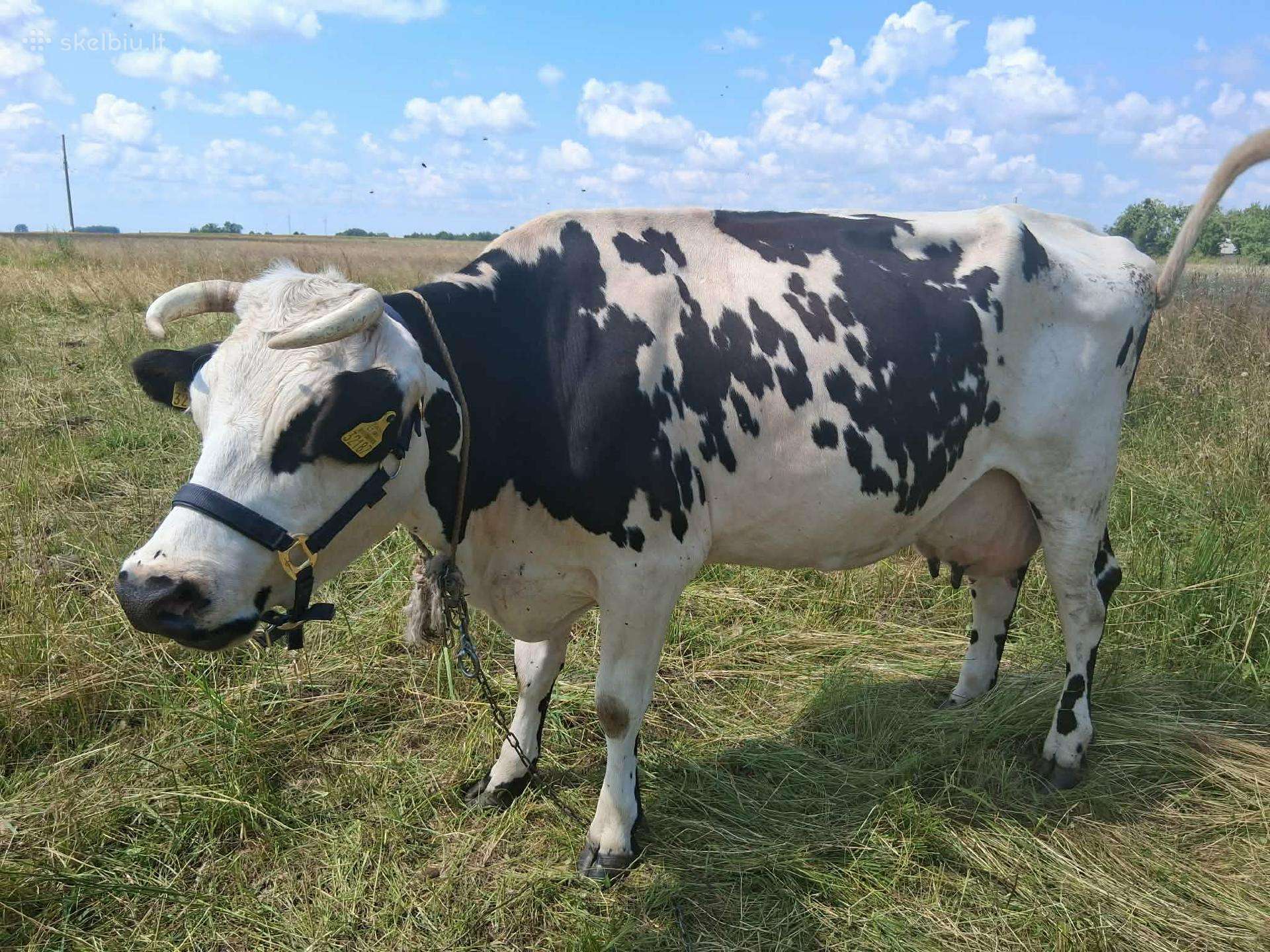 Parduodamos karvės