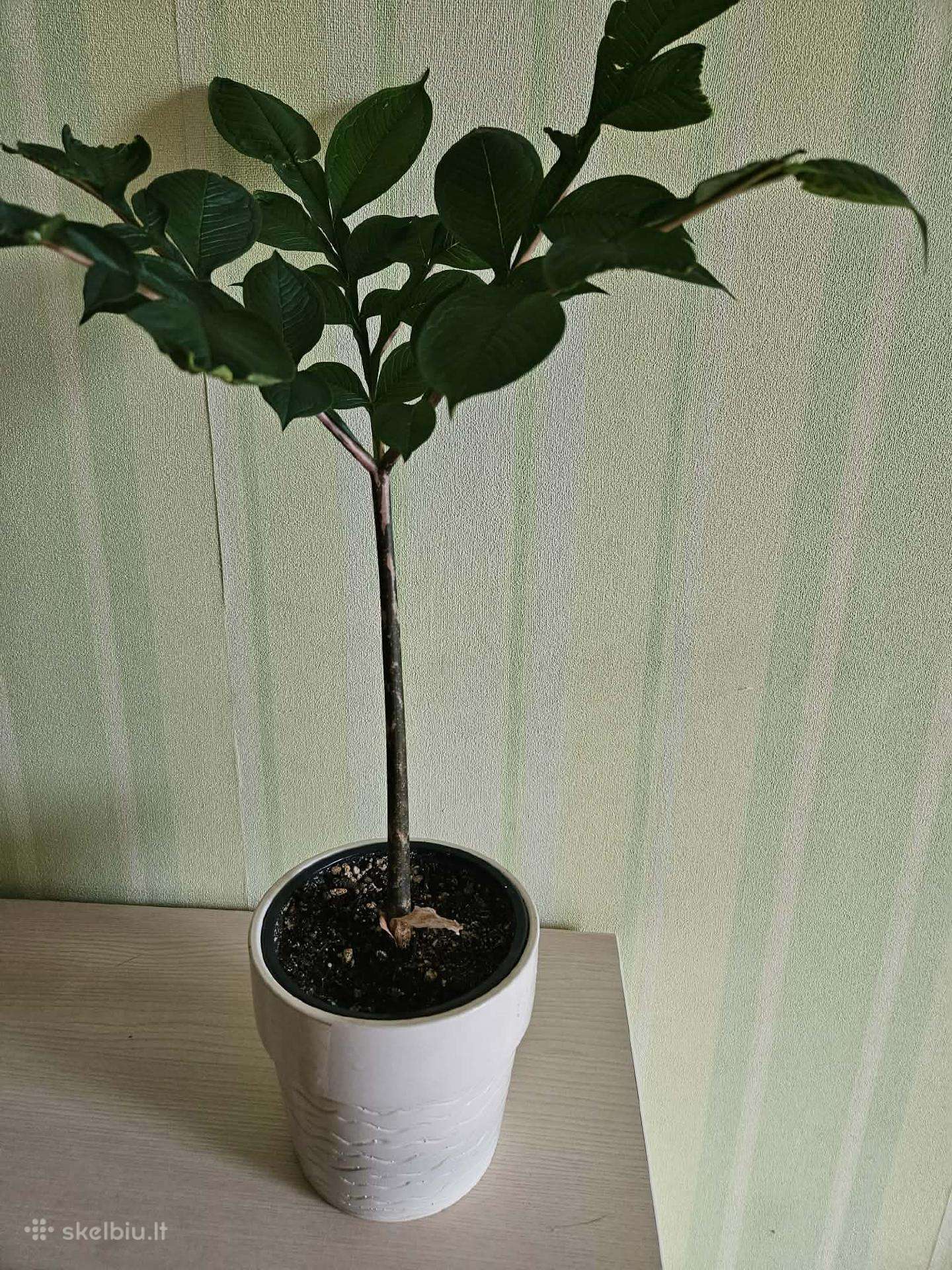 Amorfofalas (lavongėlė)