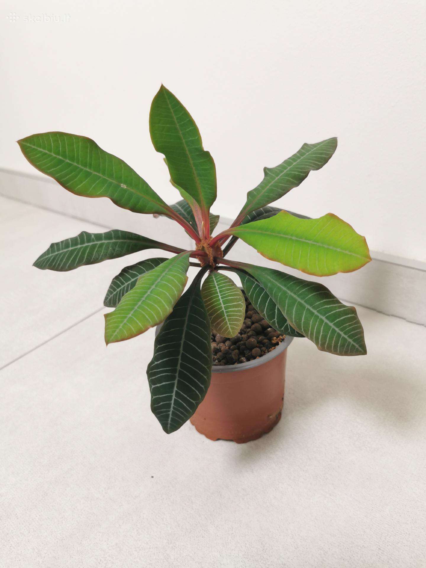 Baltagyslė karpažolė (Euphorbia leuconeura)